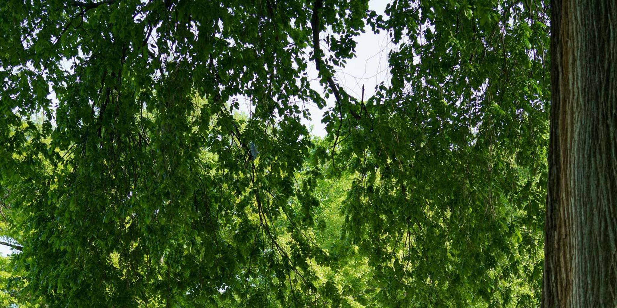 New York Central Park Walking Tour - Image 3