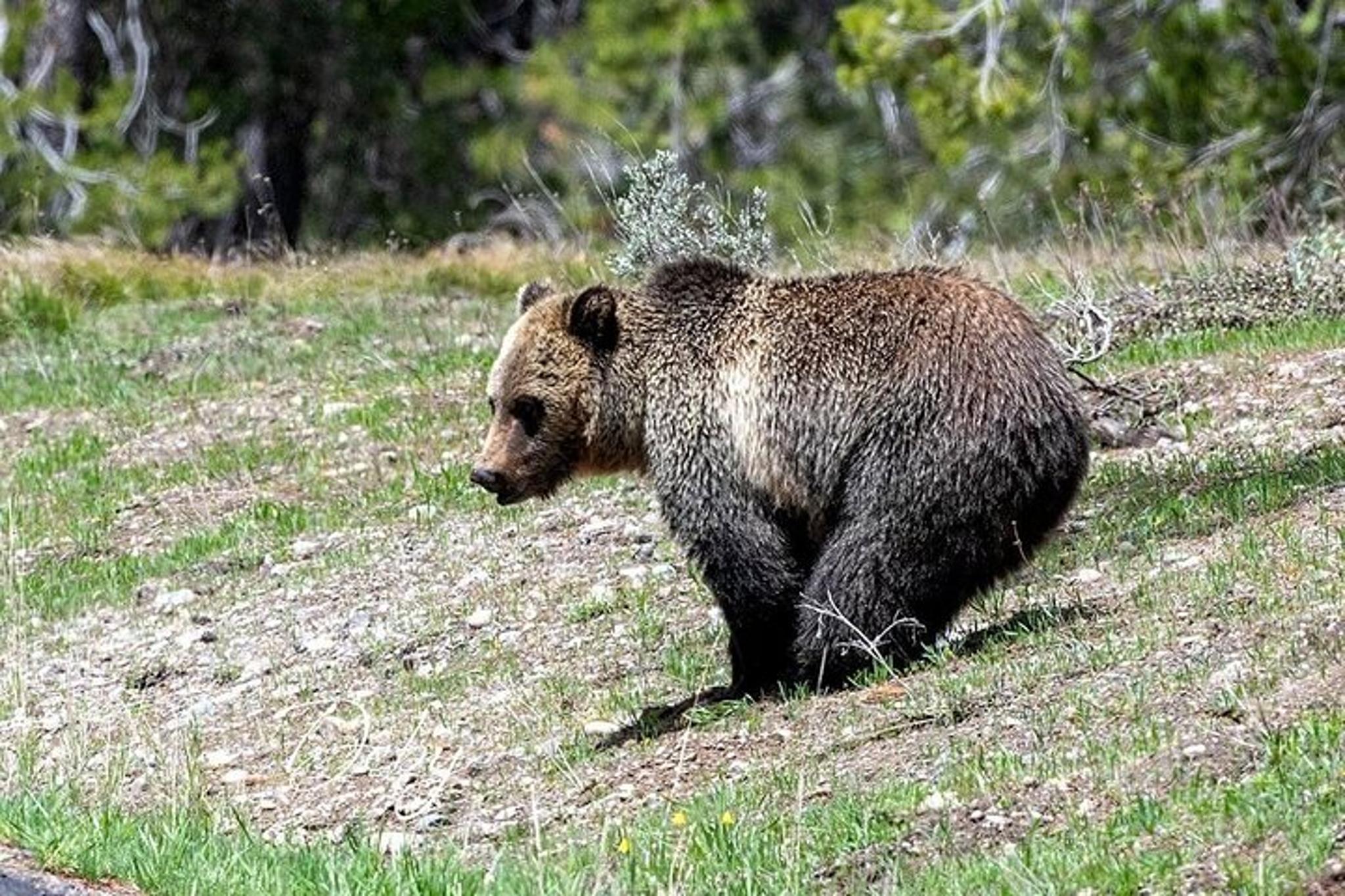 Grand Teton National Park Private Tour - Image 4