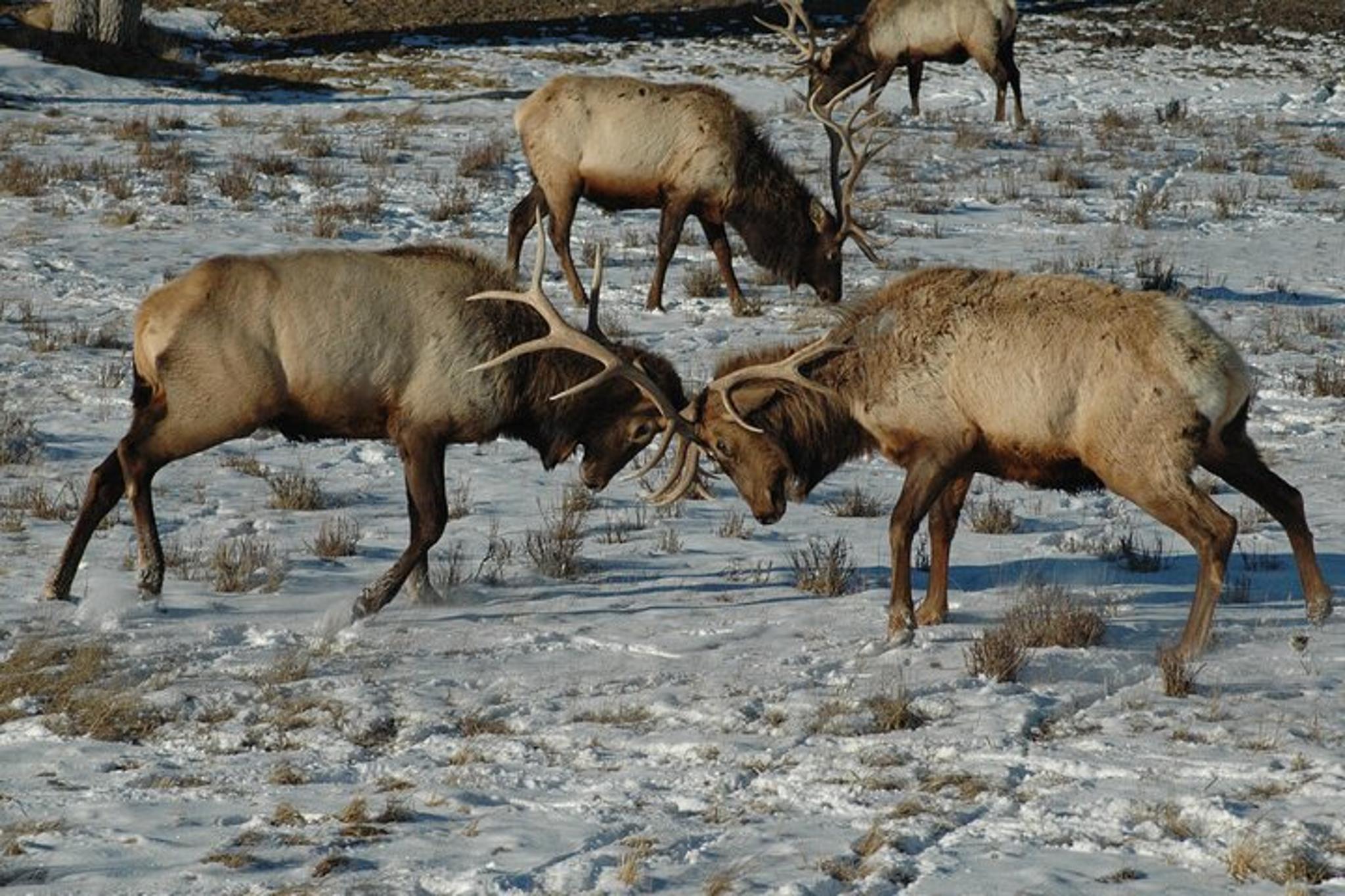 Jackson Grand Teton National Park Private Tour 6 hr - Image 4