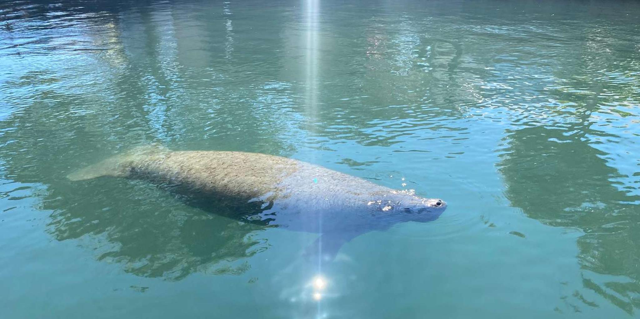 Crystal River Manatee Eco-Tour Boat Ride - Image 2