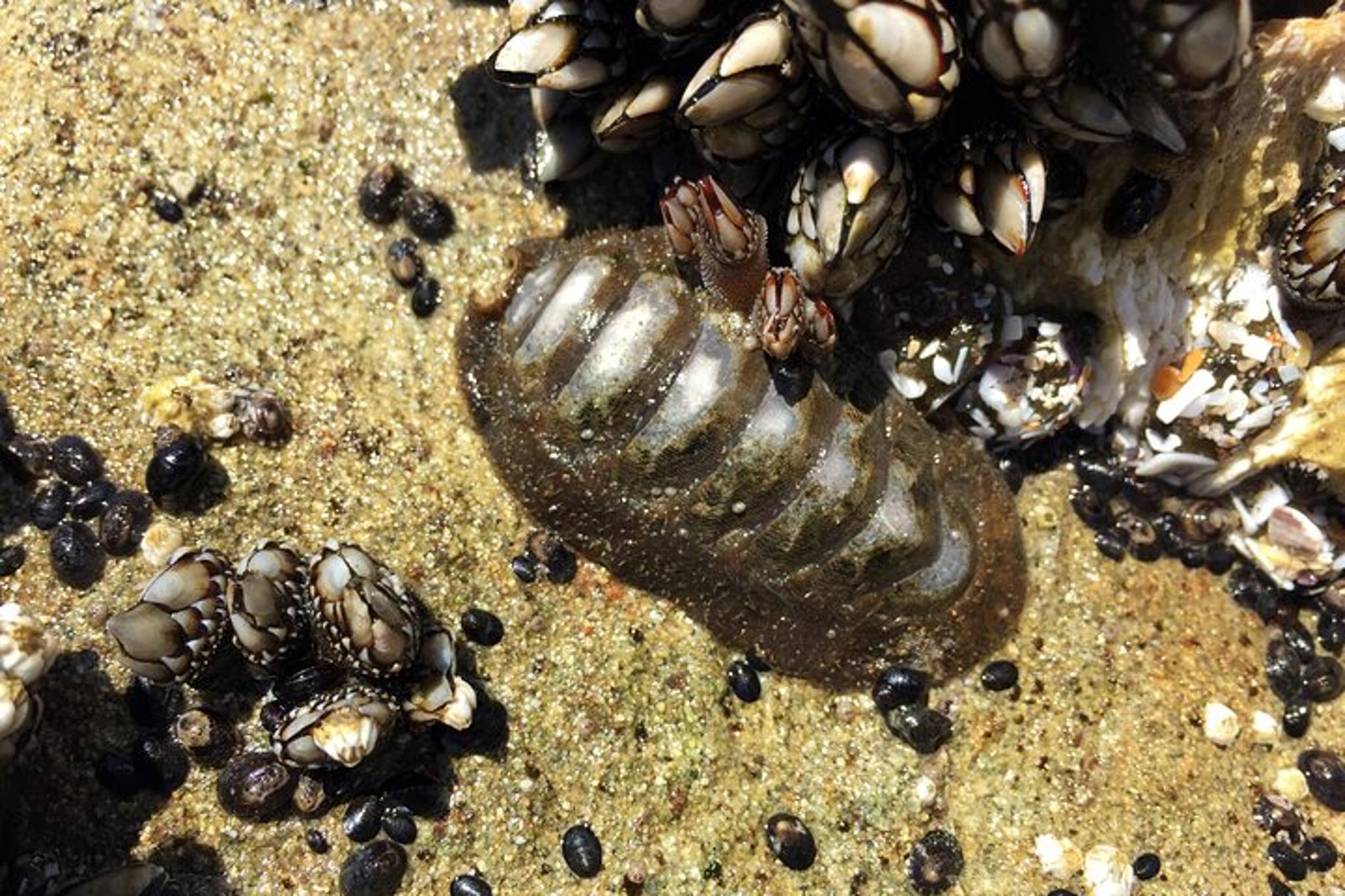 Portland Northern Oregon Coast Day Trip - Image 5