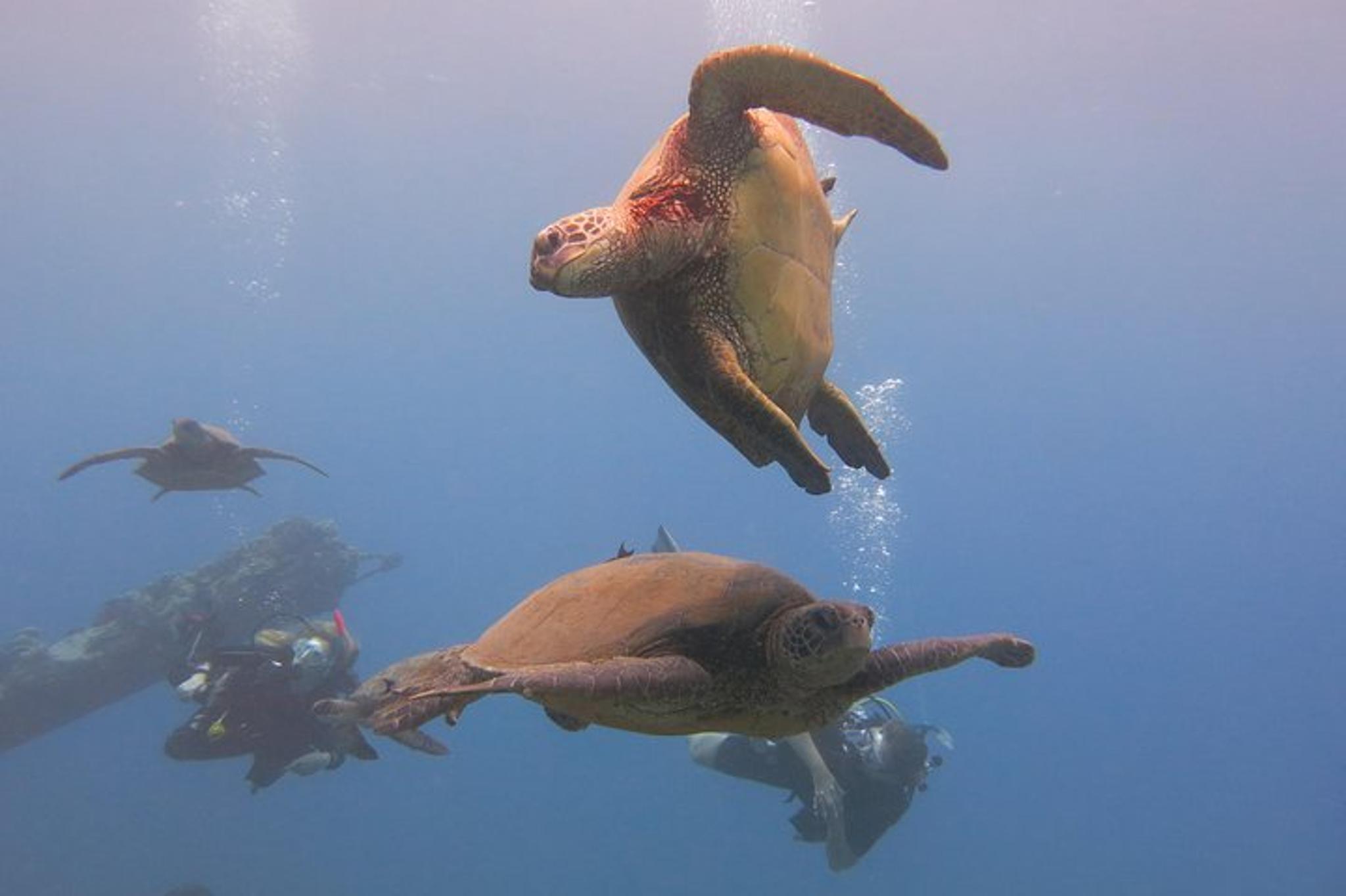 Lahaina Scuba Dive with Turtles and Sharks 2 hr - Image 3