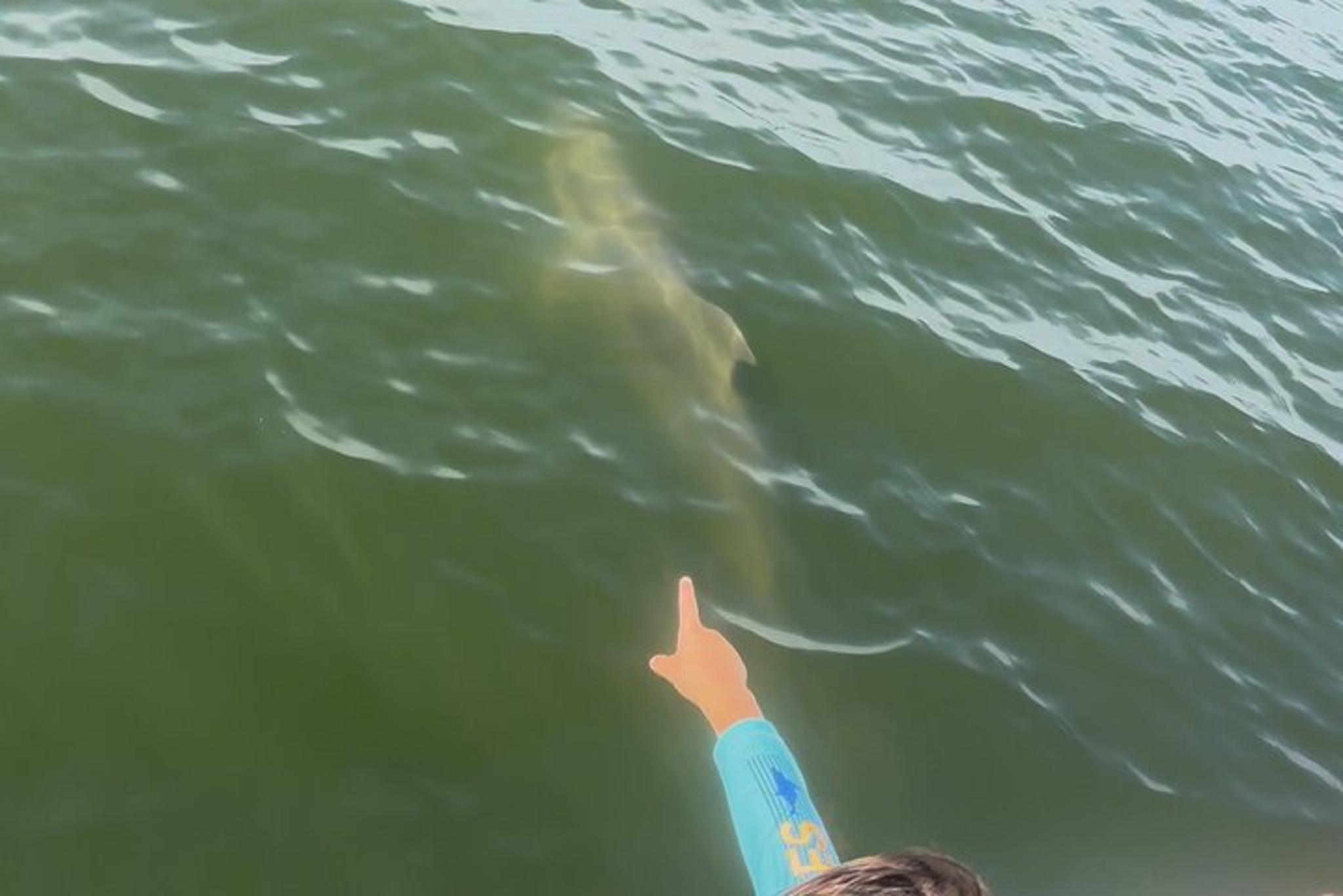 Santa Rosa Beach Dolphin Cruise - Image 6