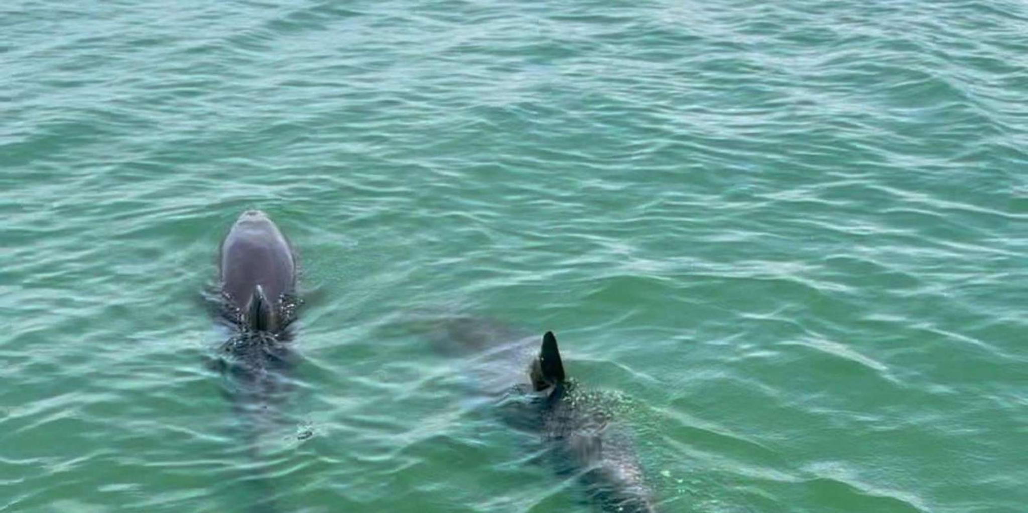 Clearwater Beach Evening Dolphin Cruise - Image 3