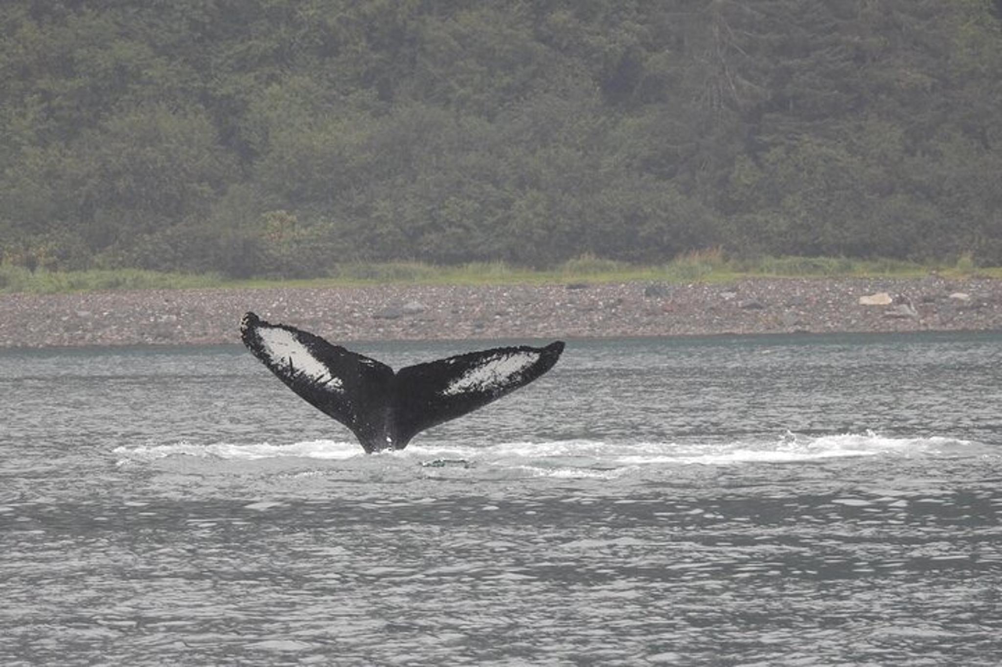 Juneau Whale Watching Tour - Image 2