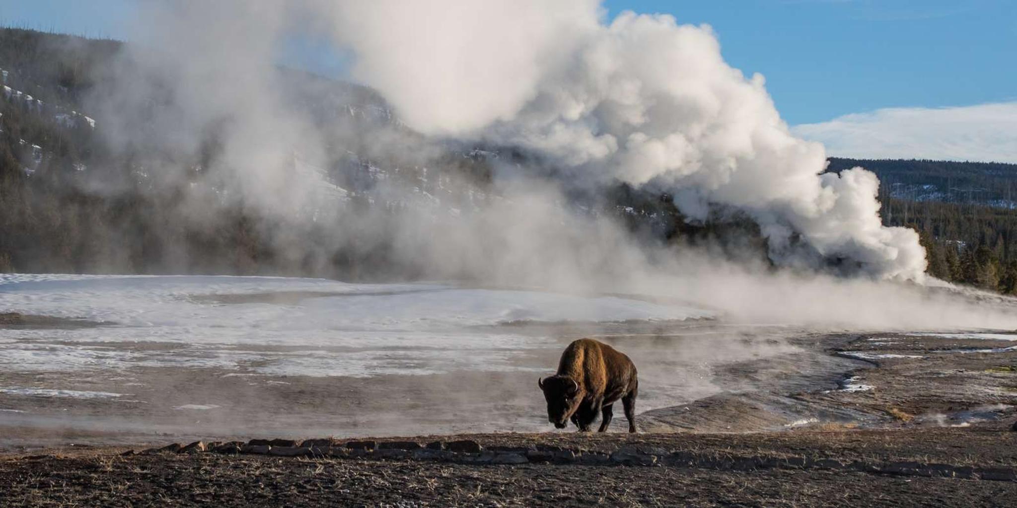 Jackson Wildlife Adventure in Yellowstone & Grand Teton 4-Day - Image 4