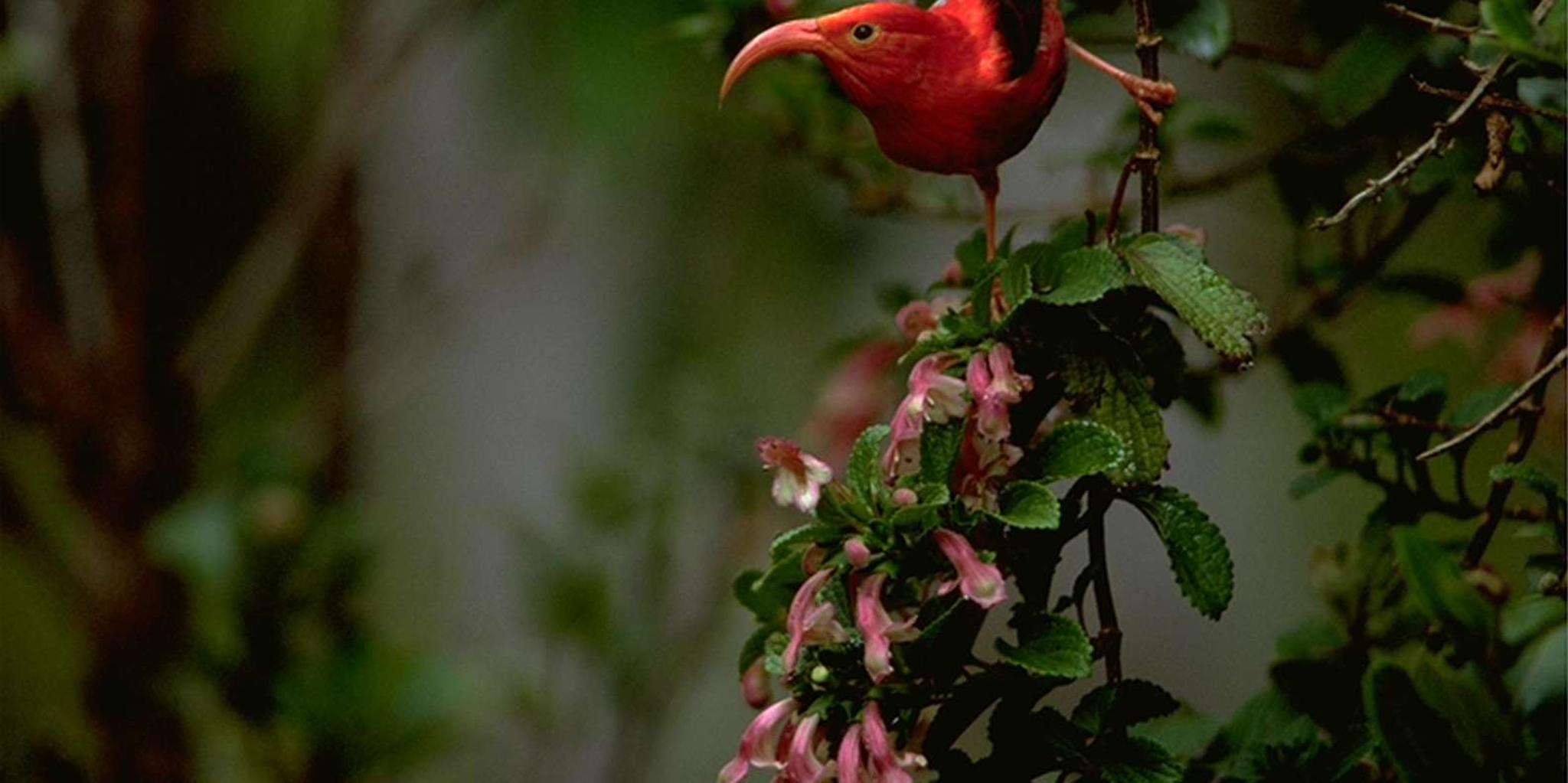 Big Island Bird Watching and Hiking Tour - Image 6