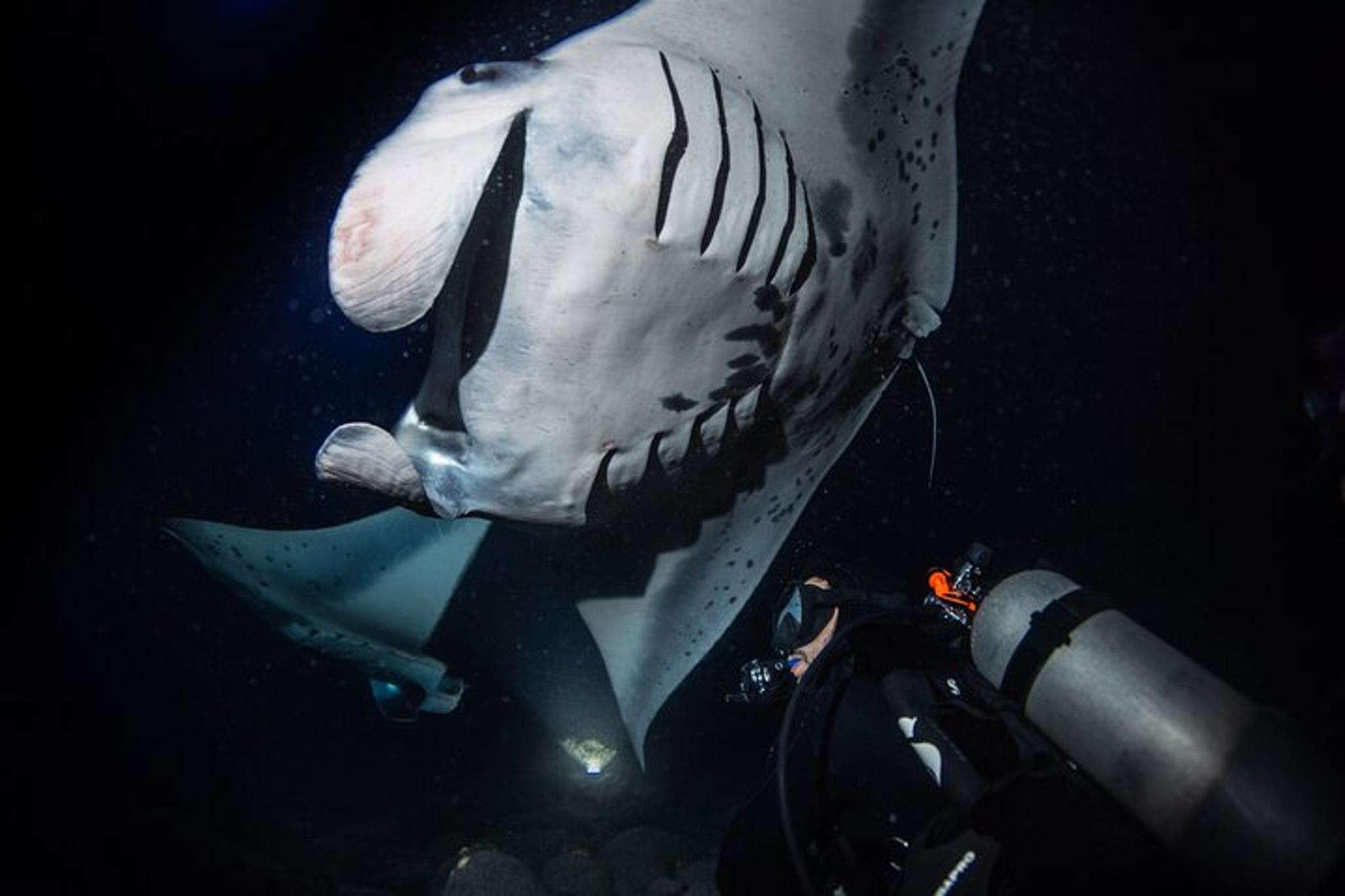 Hawaii Manta Night Dive and Snorkel 3 hr - Image 4