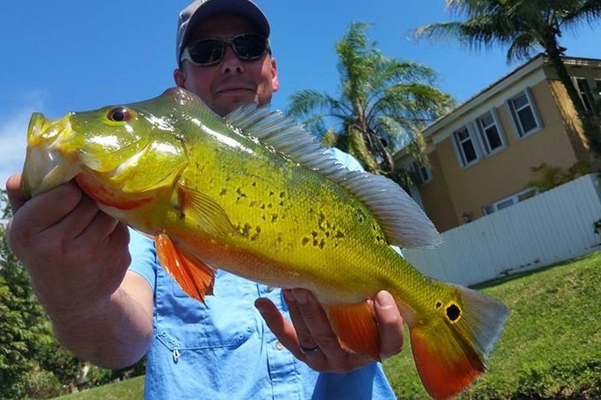 West Palm Beach Peacock Bass Fishing Trip - Image 4
