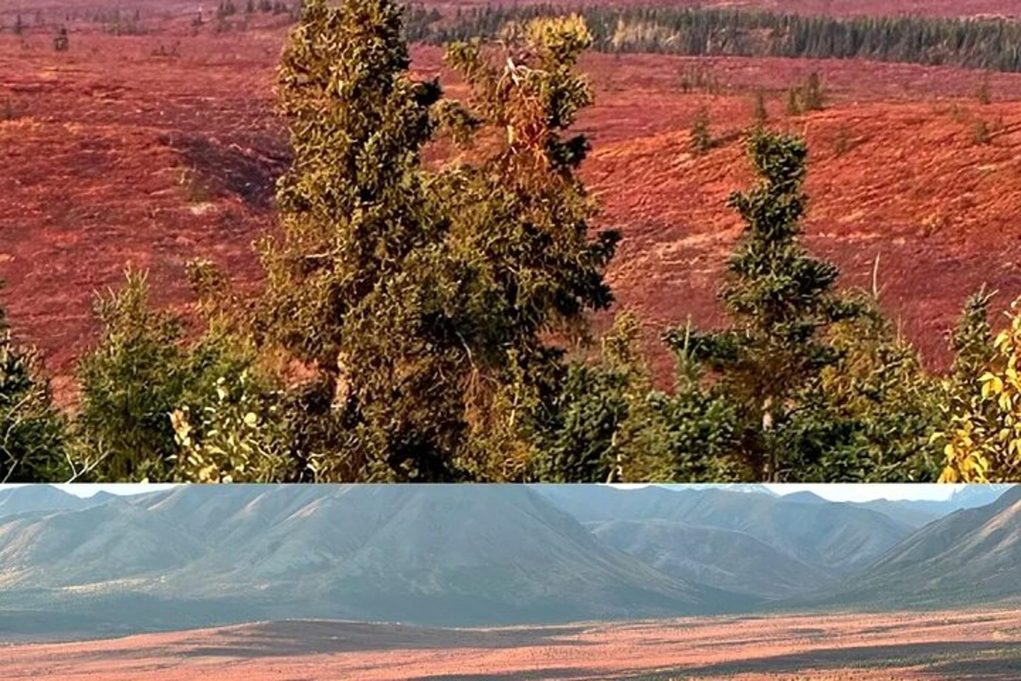 Fairbanks Denali National Park Shuttle with Photography - Image 5