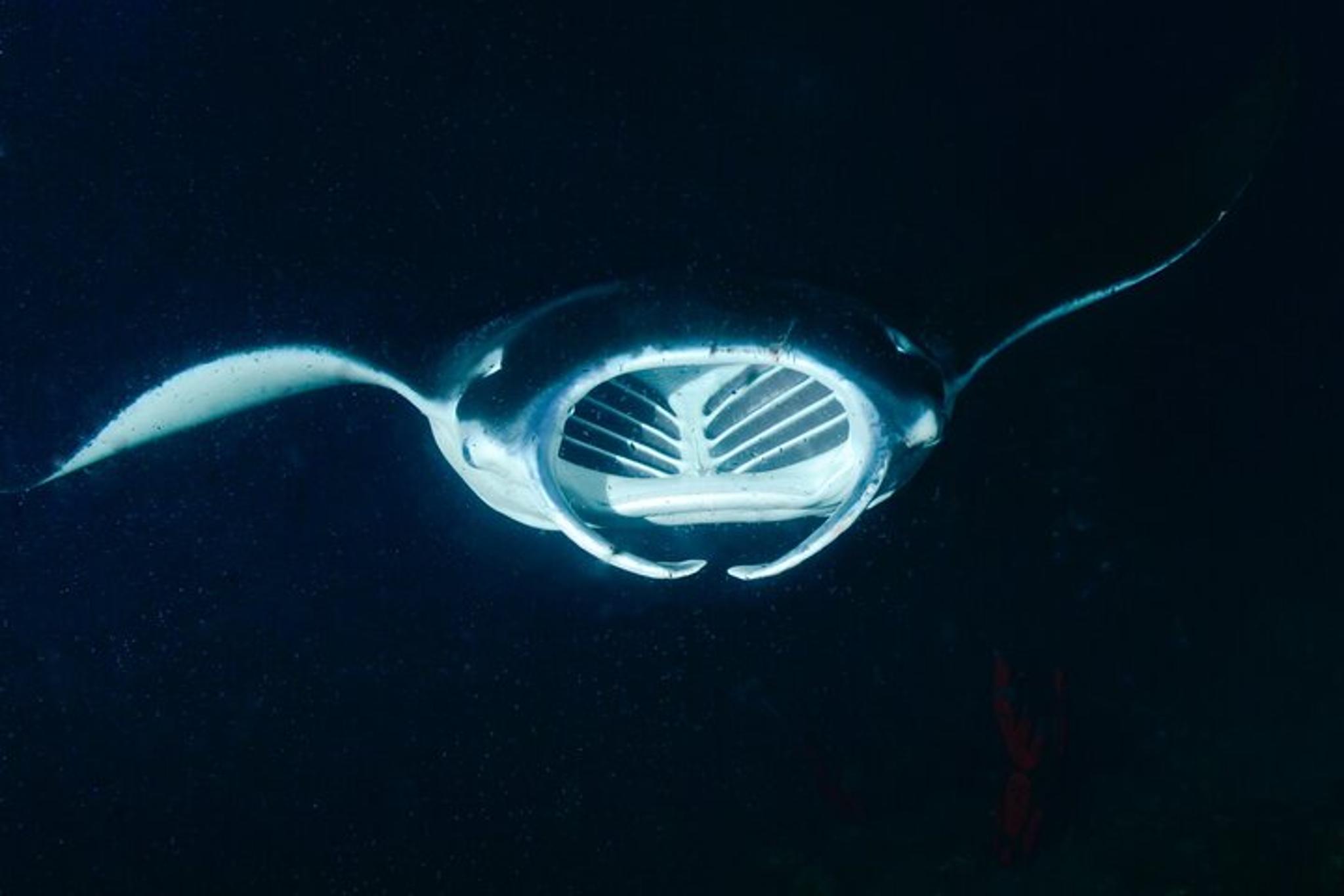 Kailua Kona Manta Ray Night Snorkel - Image 3