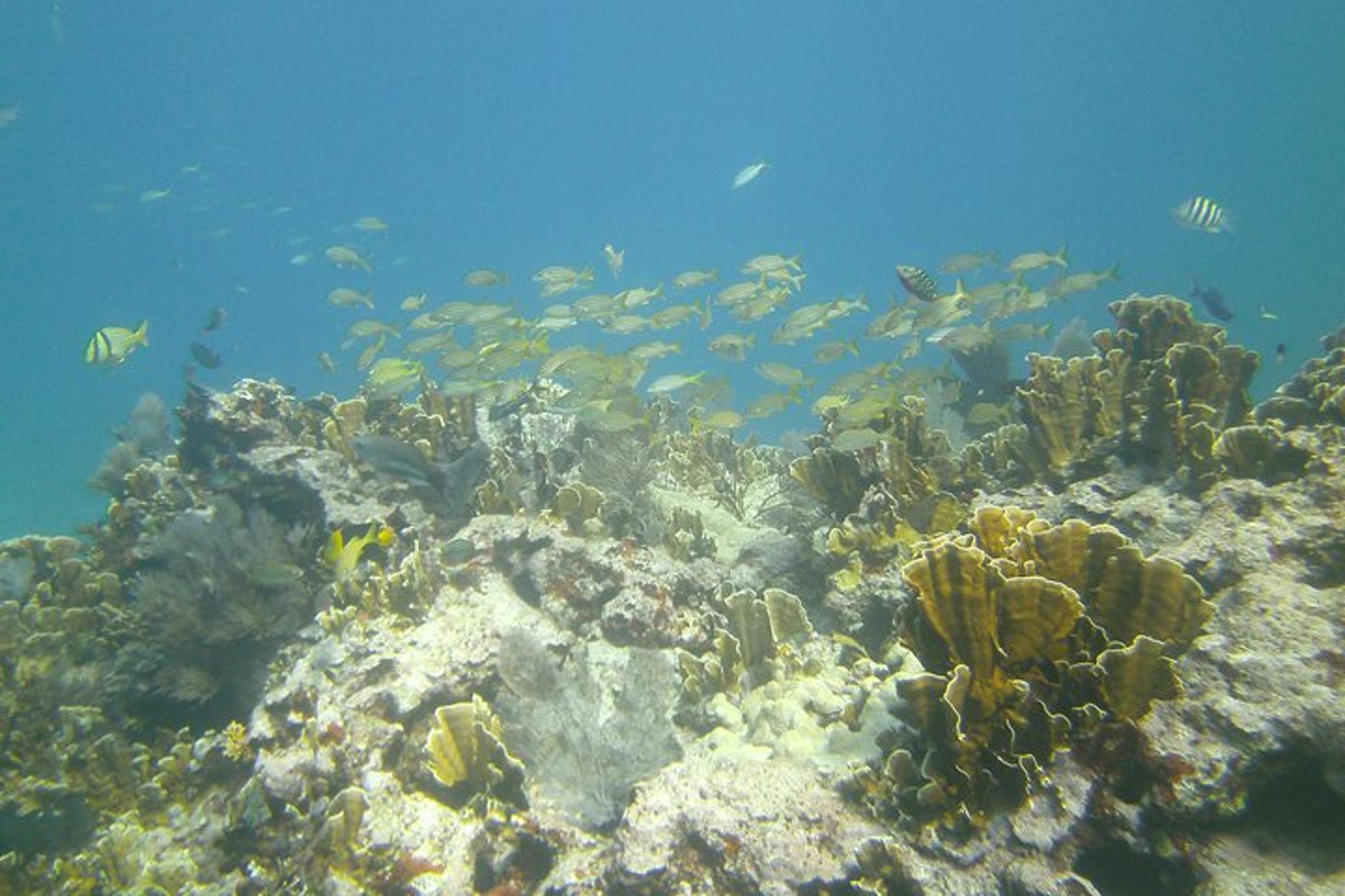 Key Largo Scuba Diving Experience 1 Day - Image 2