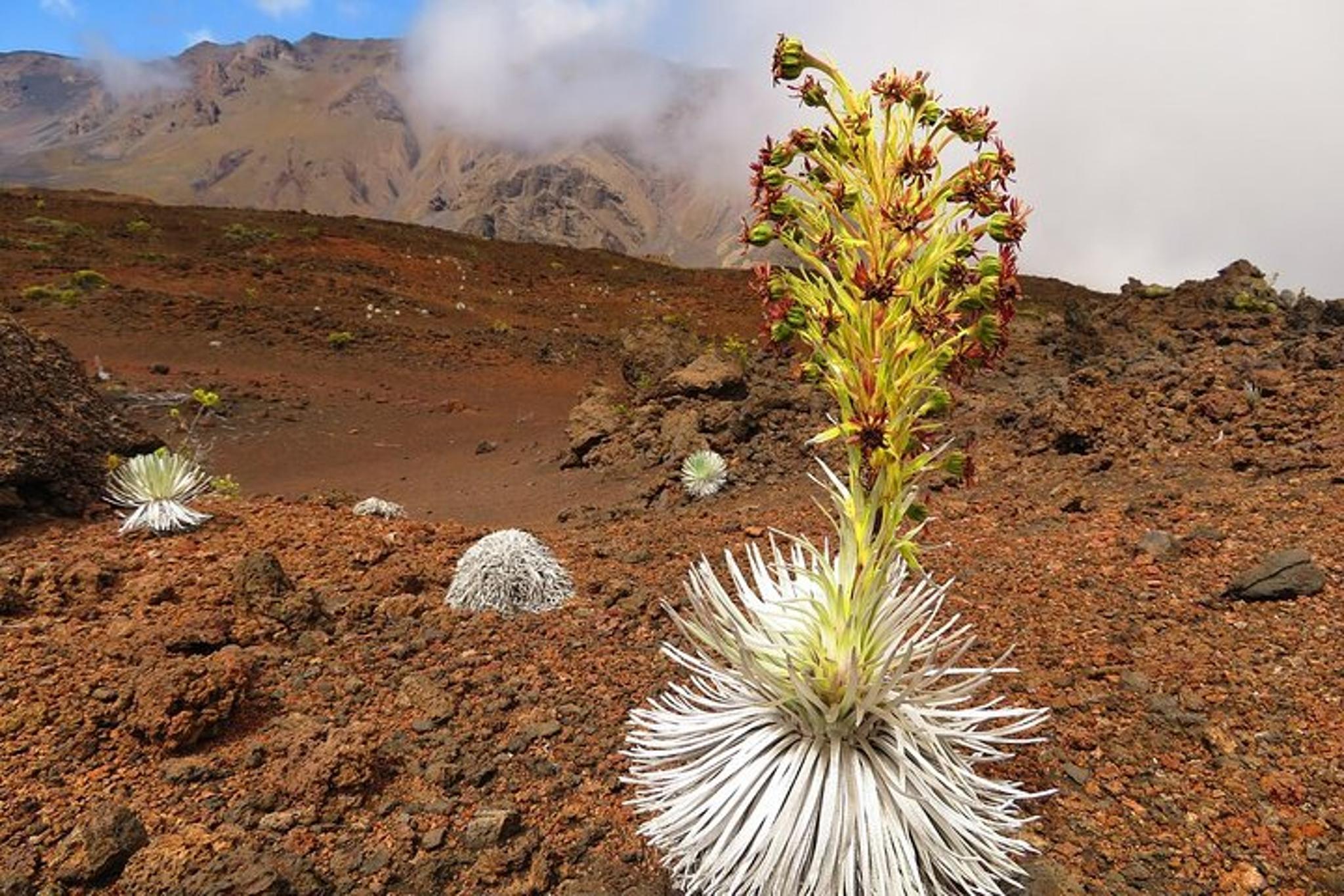 Maui Self-Guided Haleakala Summit Bike Tour - Image 6