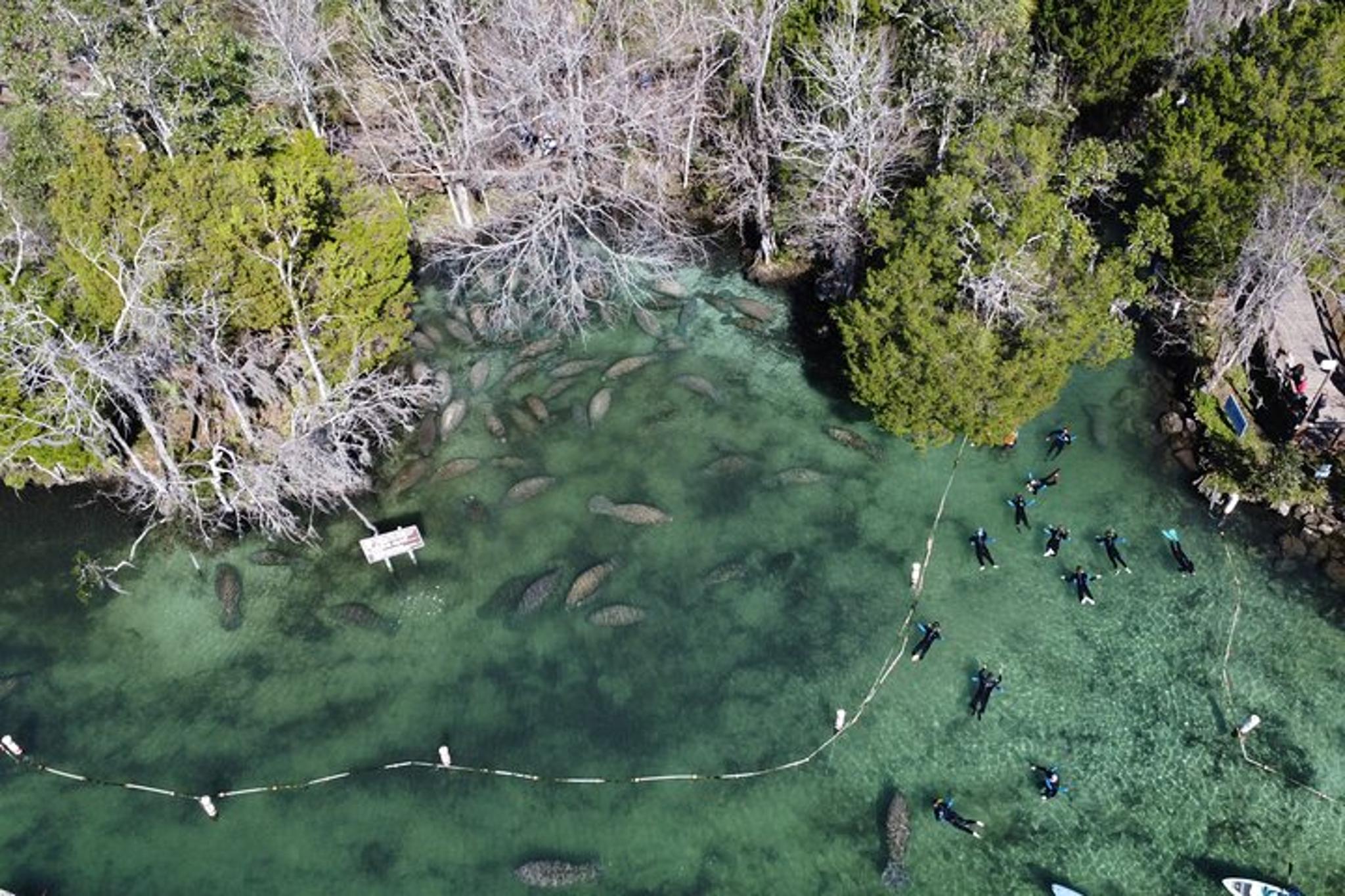 Florida Manatee Swim Tour 3 hr
