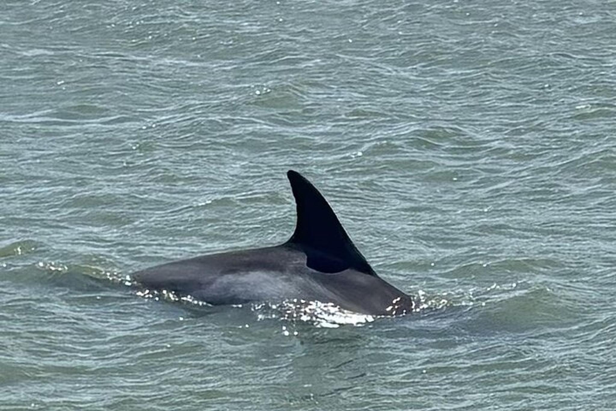 Folly Beach Dolphin Watching and Shelling Tour - Image 6