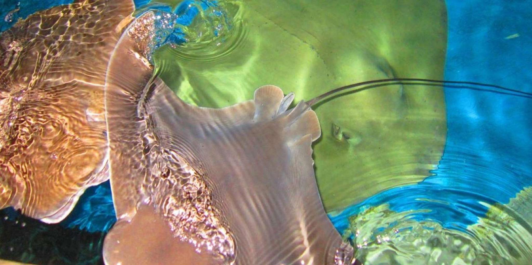 Florida Keys Aquarium Encounters Day Tour - Image 4