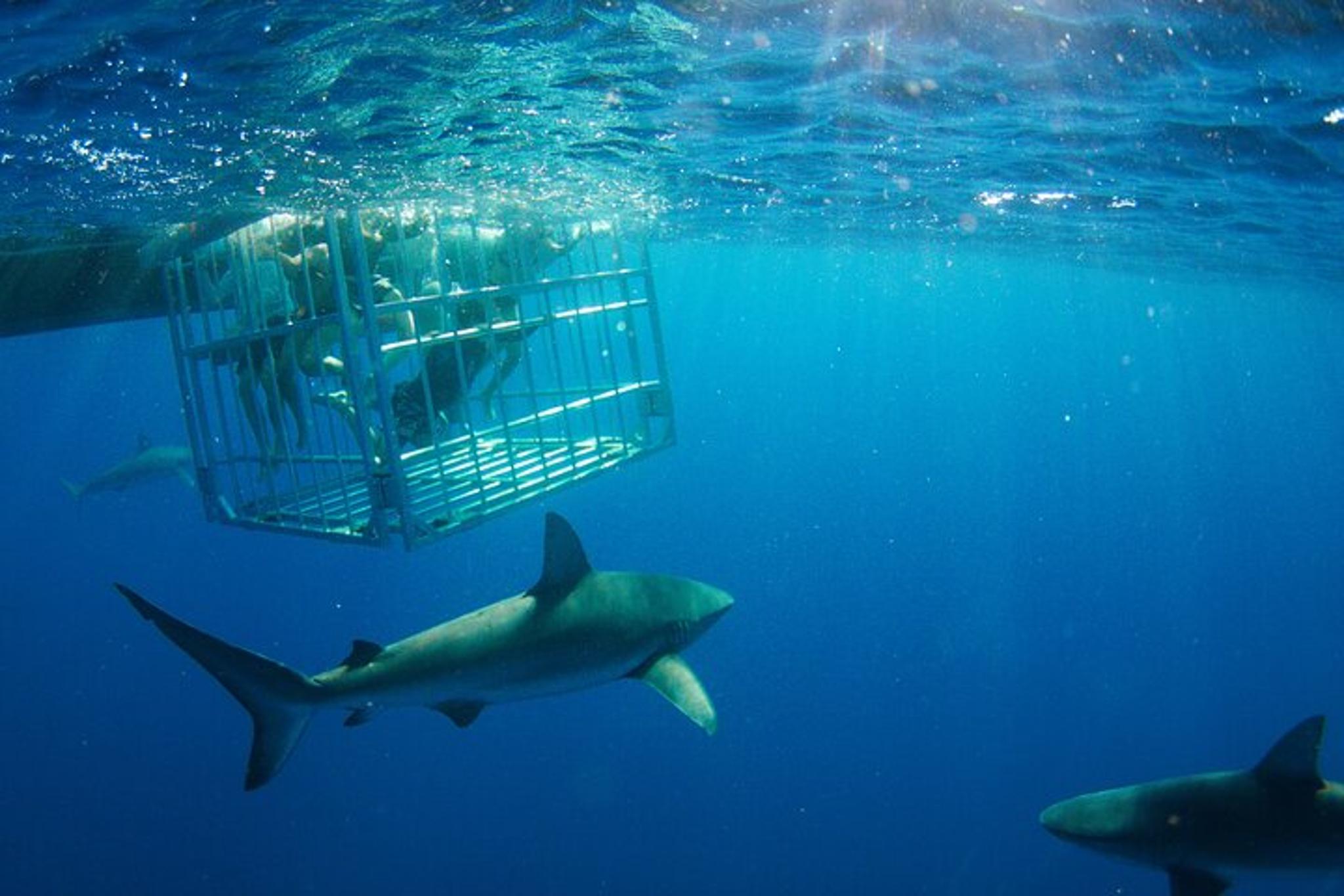 Oahu Shark Cage Diving - Image 4