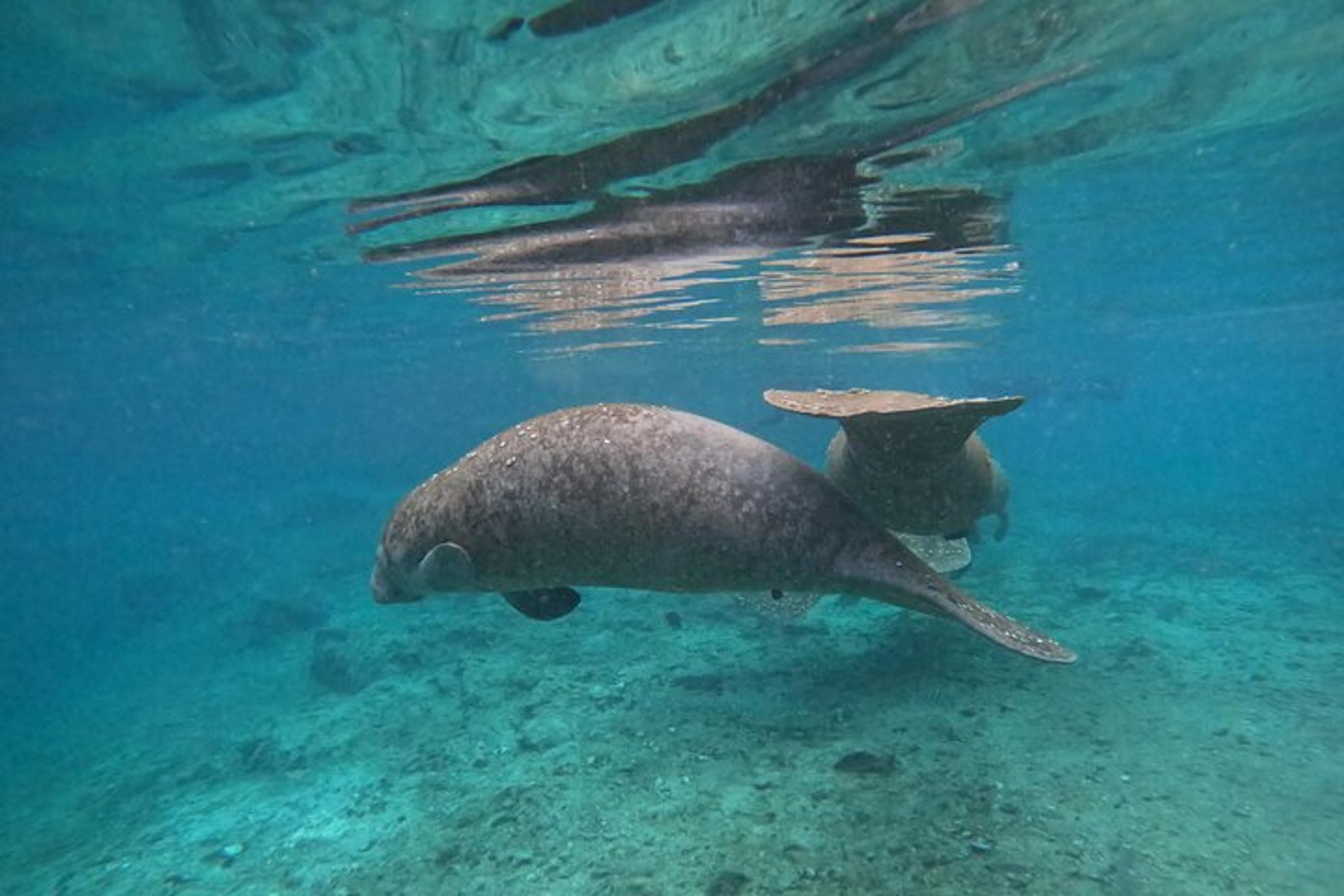 Crystal River Manatee Swim Tour - Image 5