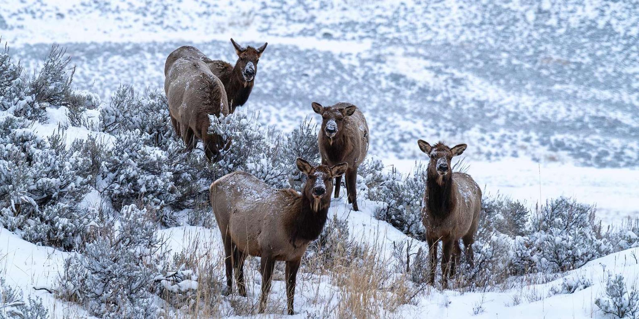 Yellowstone Wildlife Photography Tour 3 Days - Image 2