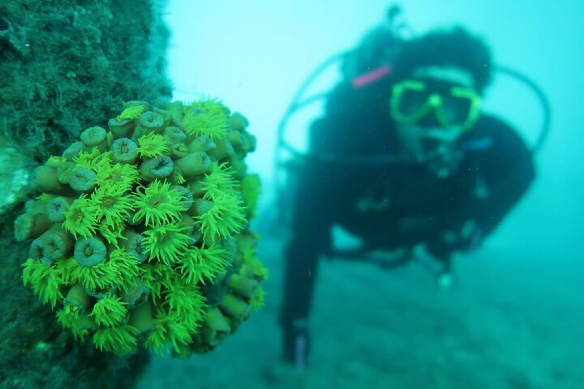 Phil Foster Park Scuba Diving Excursion - Image 5