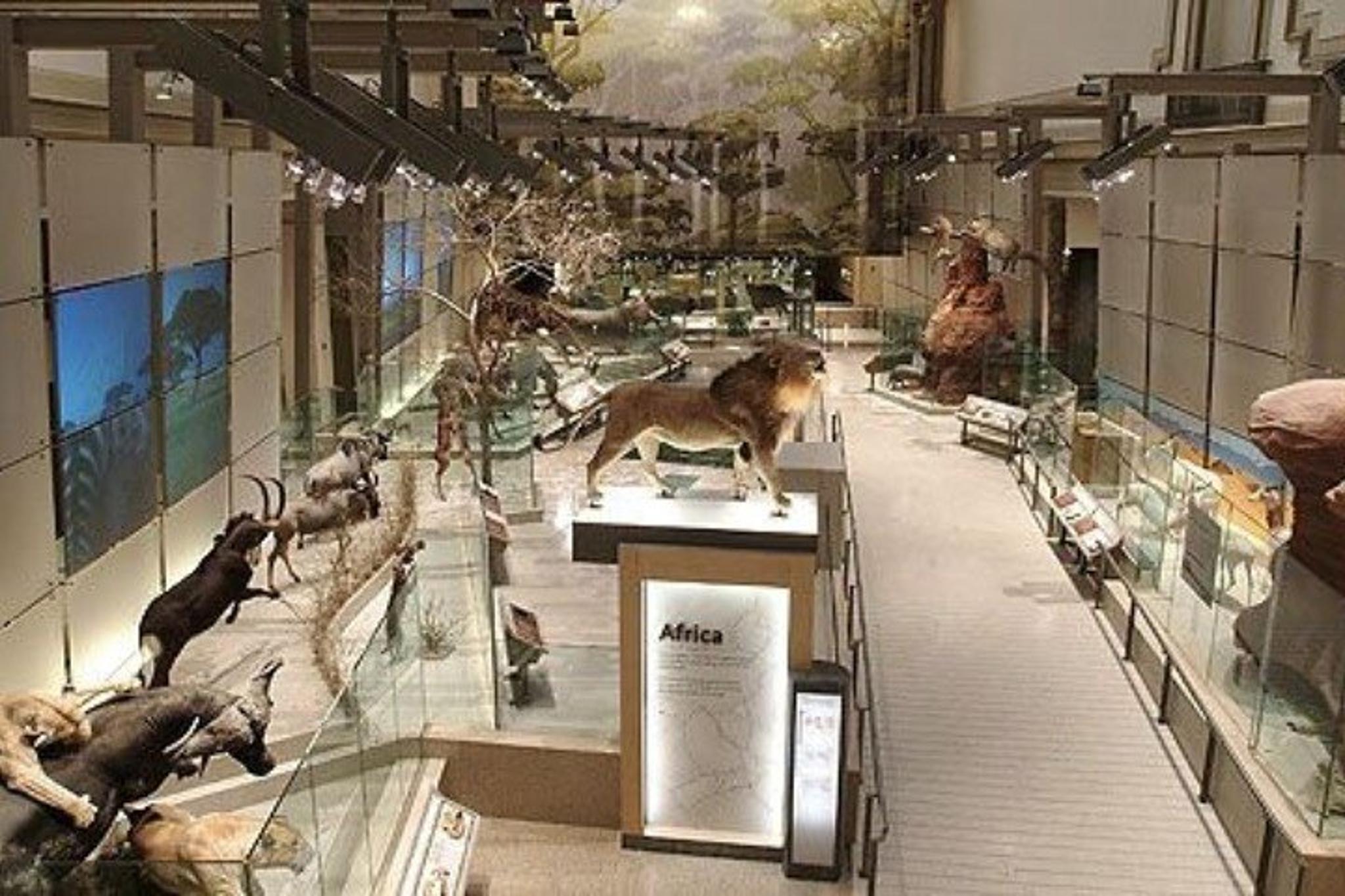 Washington DC Natural History Museum Tour - Image 6
