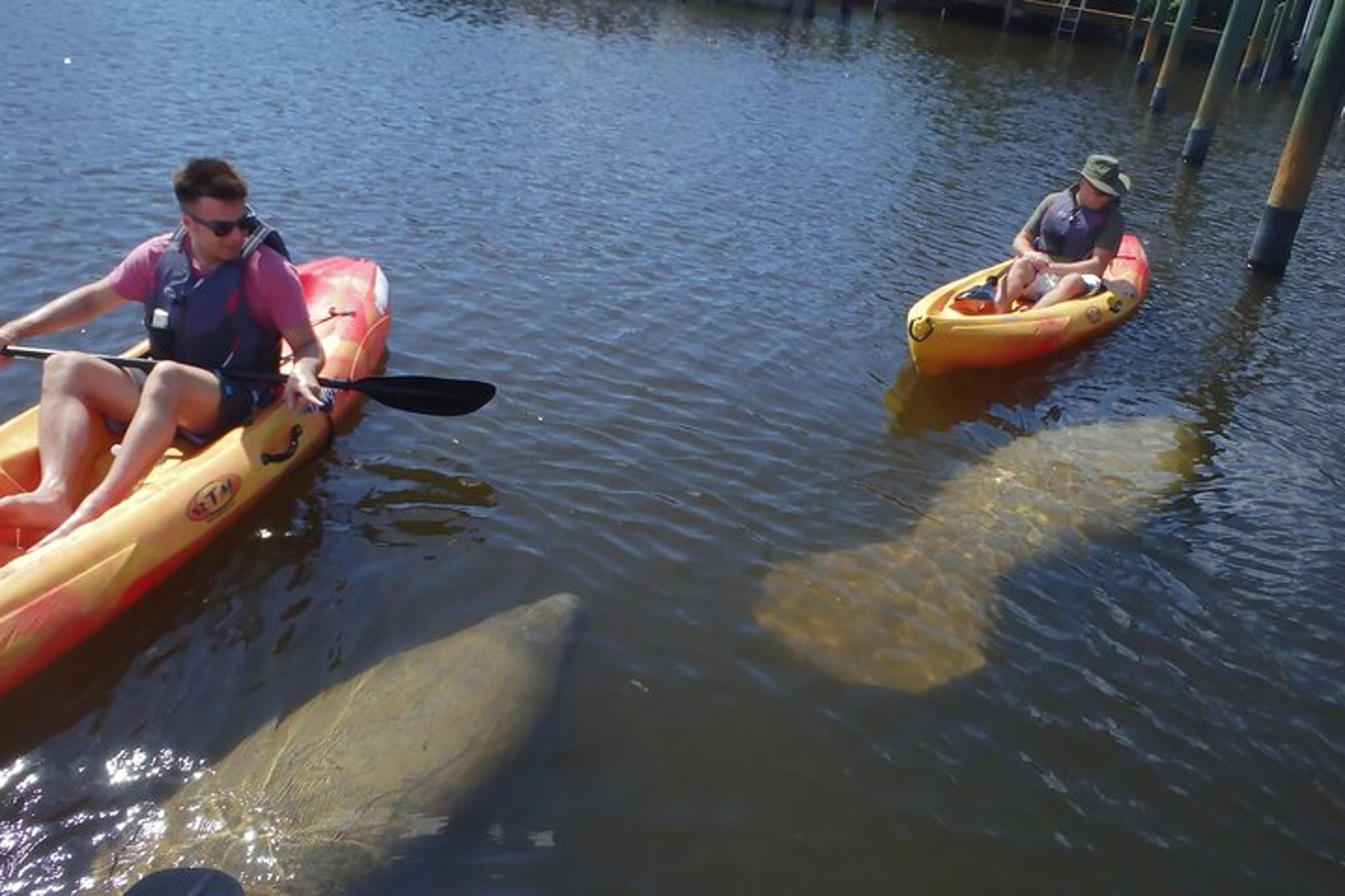 Fort Myers Beach Kayak or SUP Rental 3hr - Image 2