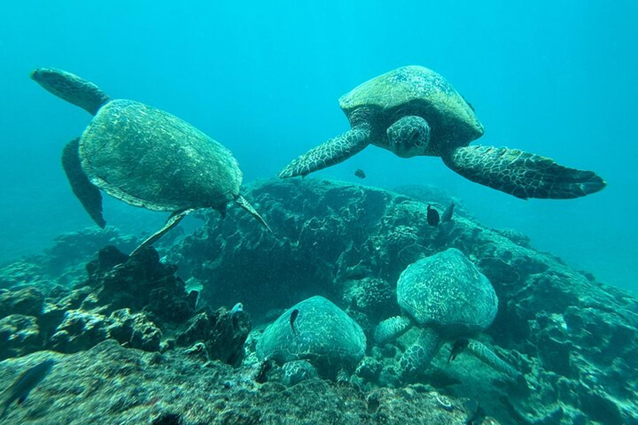 Waikiki Snorkeling Tour with Sea Turtles 2.5 hr - Image 3
