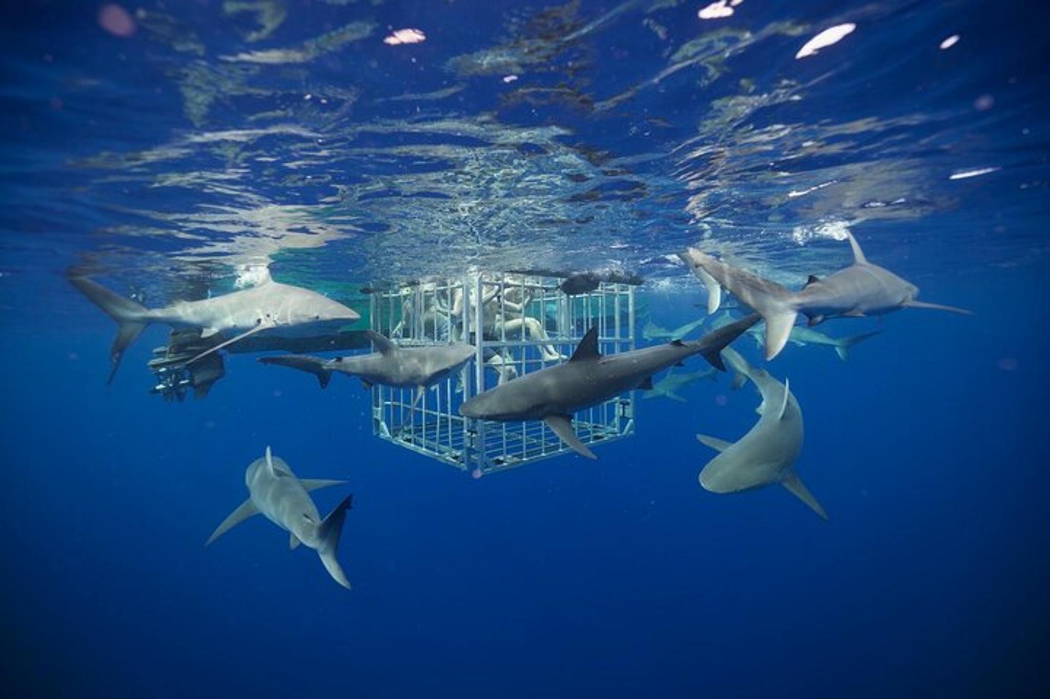 Oahu Shark Cage Diving - Image 2