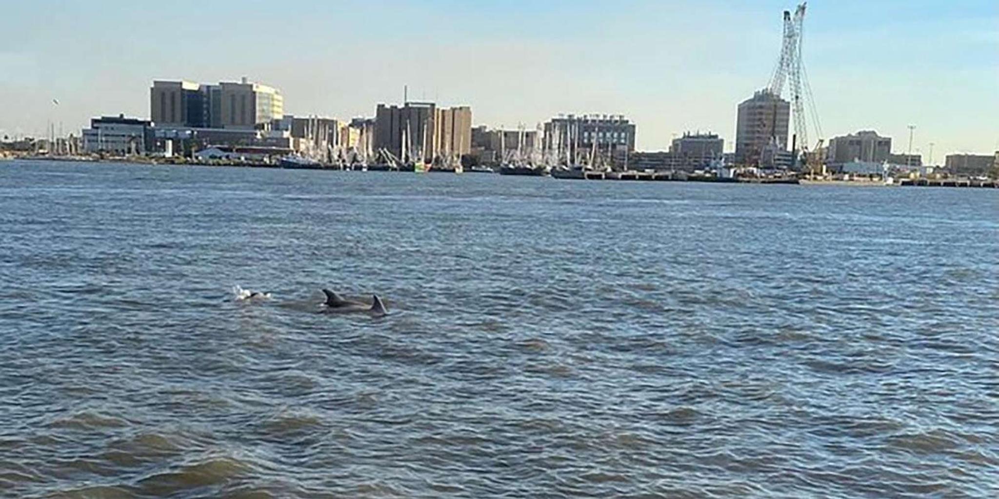 Galveston Dolphin-Watching Cruise - Image 4