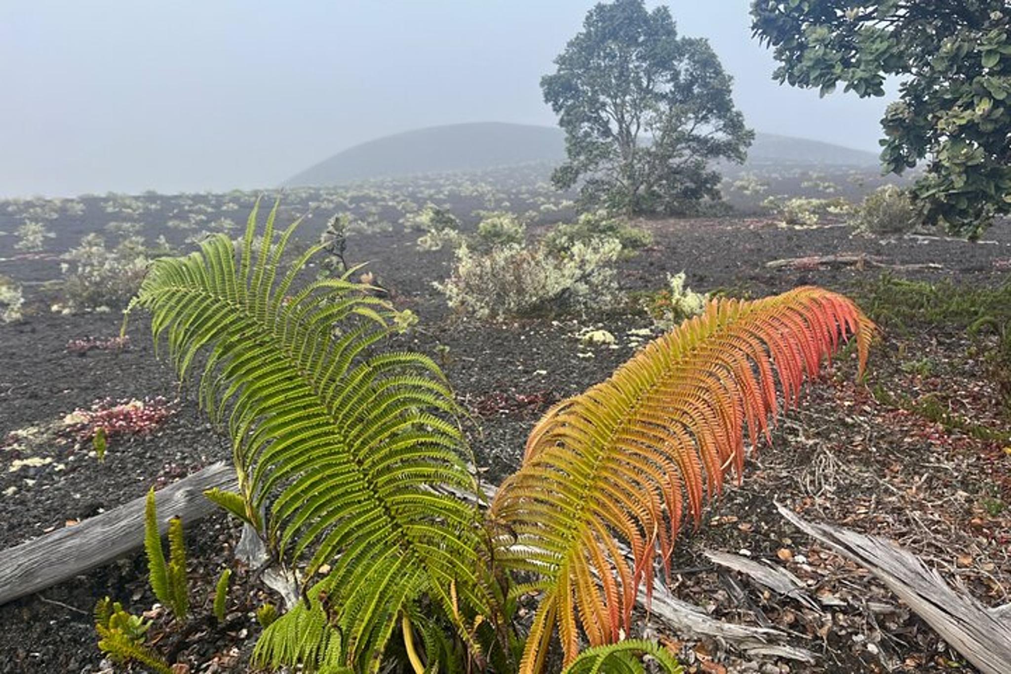 Kīlauea Hike and Lava Gazing - Image 5