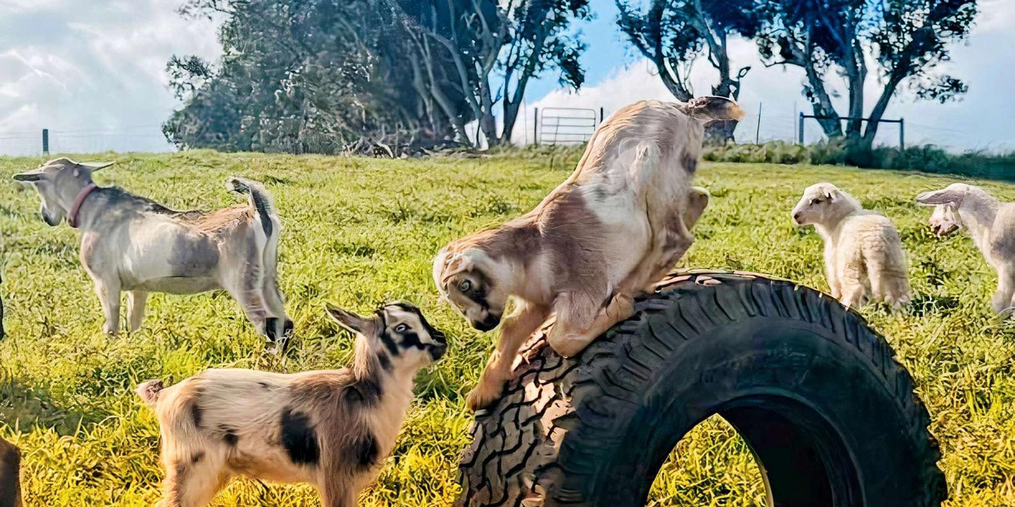 Kauai Farm Animal Experience and MicroDairy Tour - Image 3