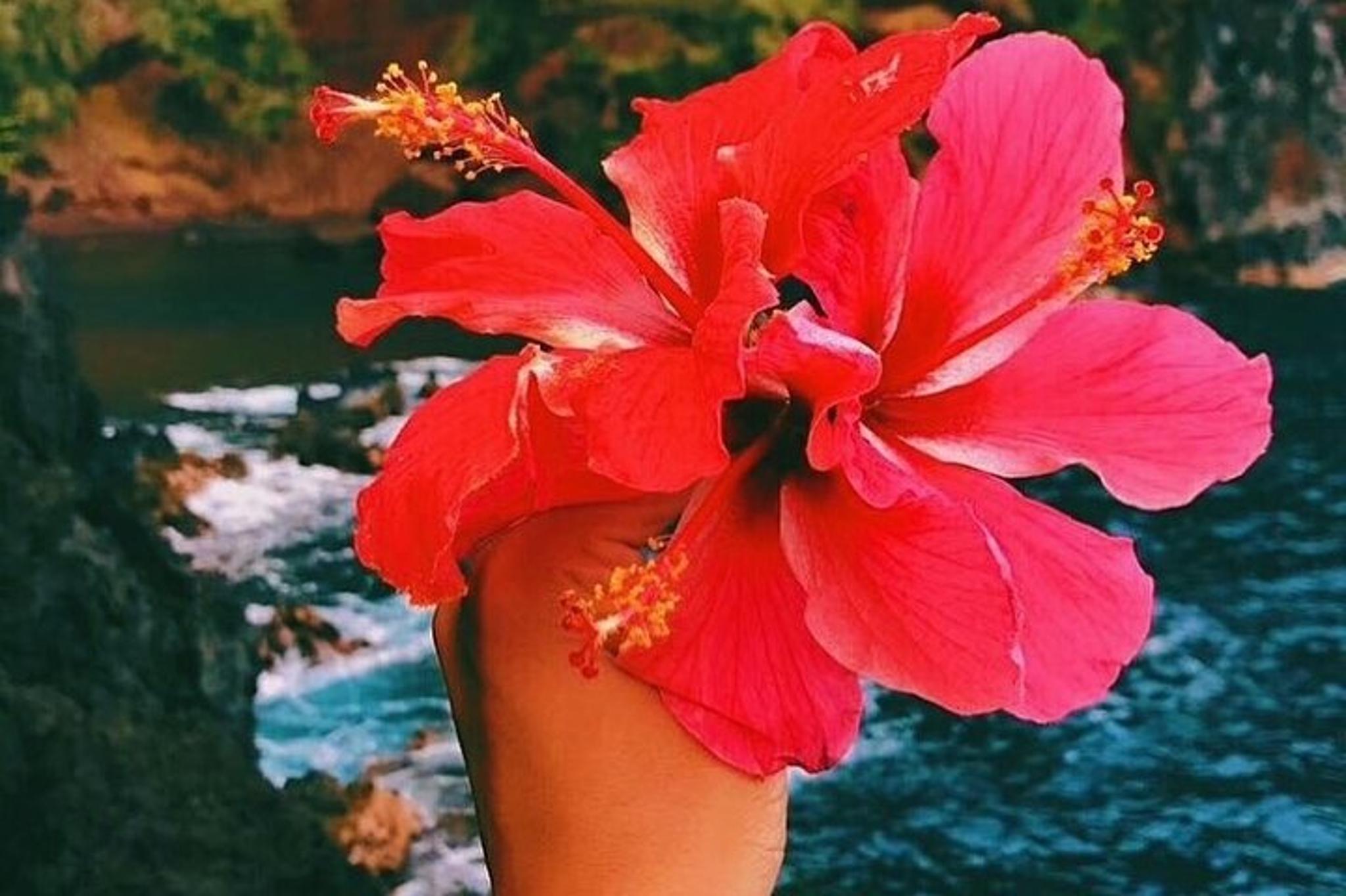 Maui Road to Hana Tour with GoPro Videography - Image 6