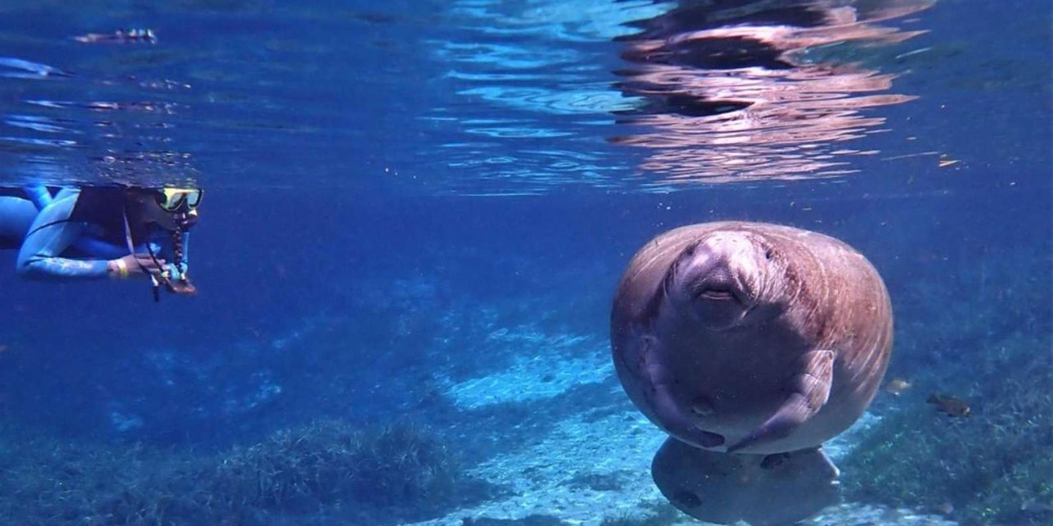 Crystal River Kayak and Swim with Manatees Tour 2.5 hr - Image 4