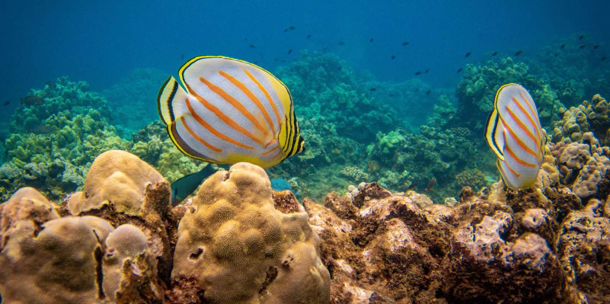 Maui Kaanapali Beach Snorkel Tour with BBQ Lunch - Image 5