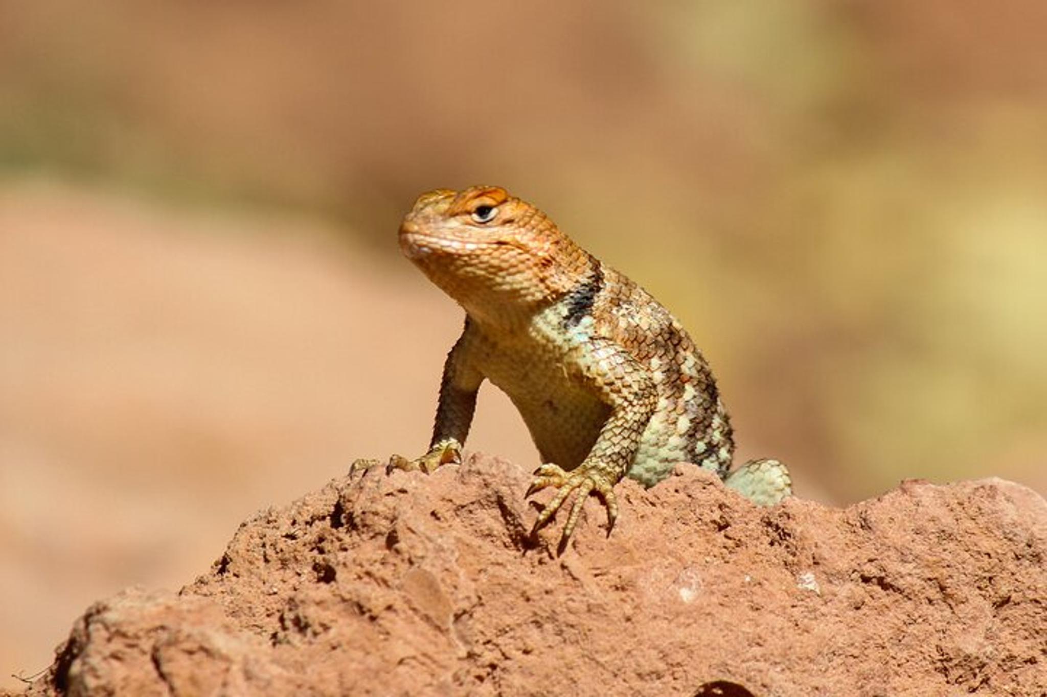 Sonoran Desert Reptile Hunting Tour 4 hr - Image 3