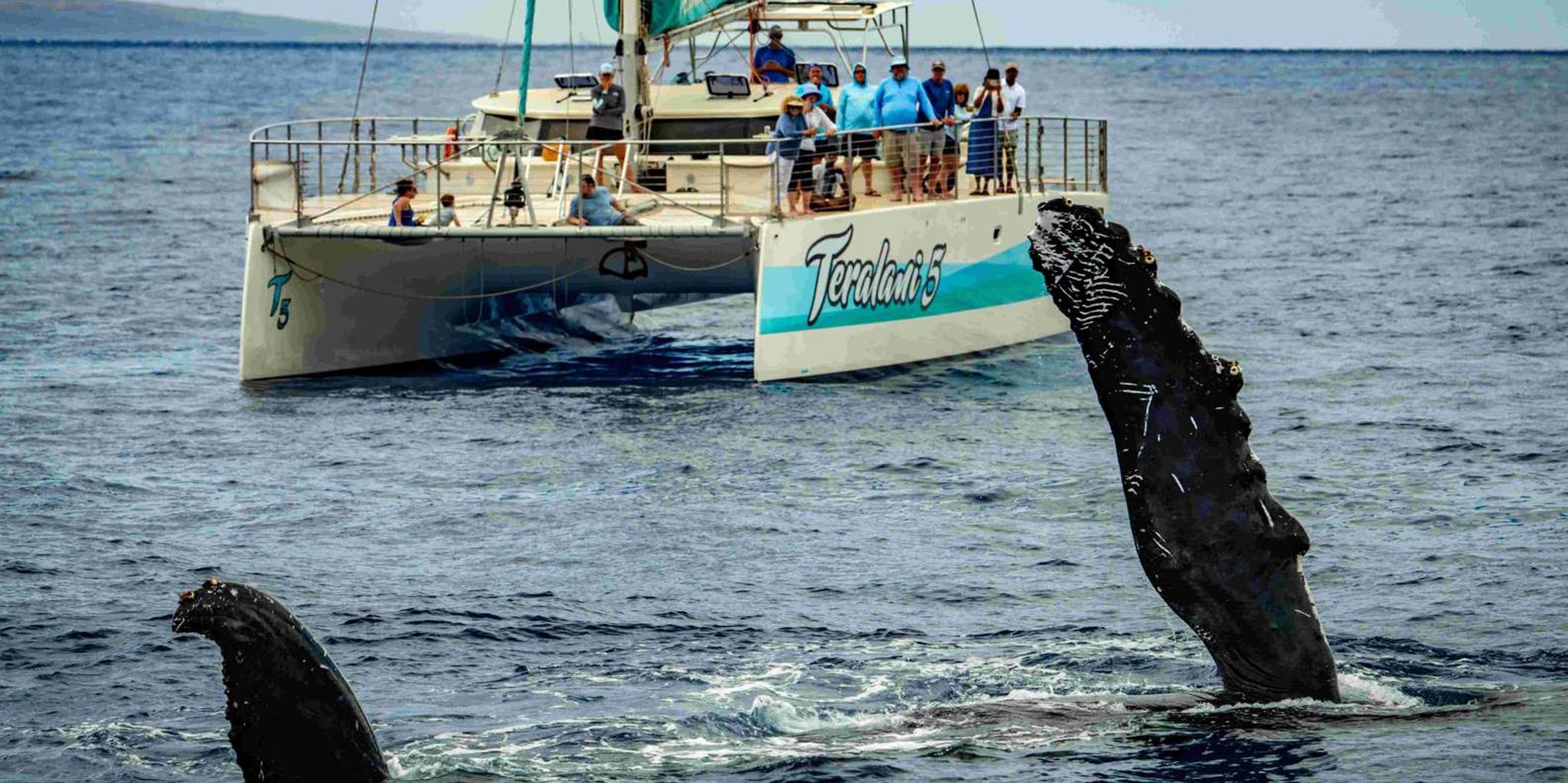 Maui Whale Watching Boat Tour with Open Bar - Image 2
