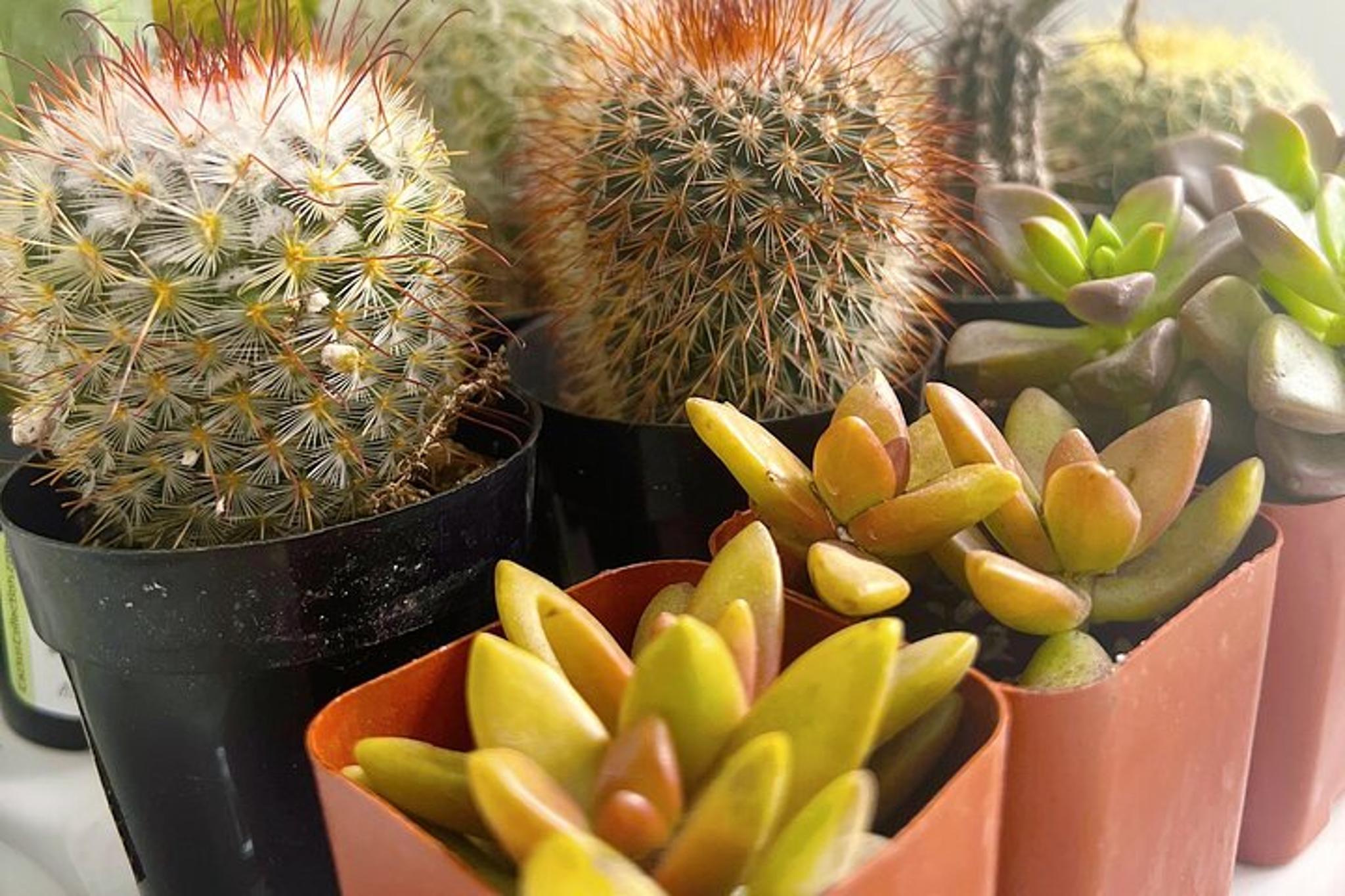 New York Terrarium Making Experience with Cats 2 hr - Image 2