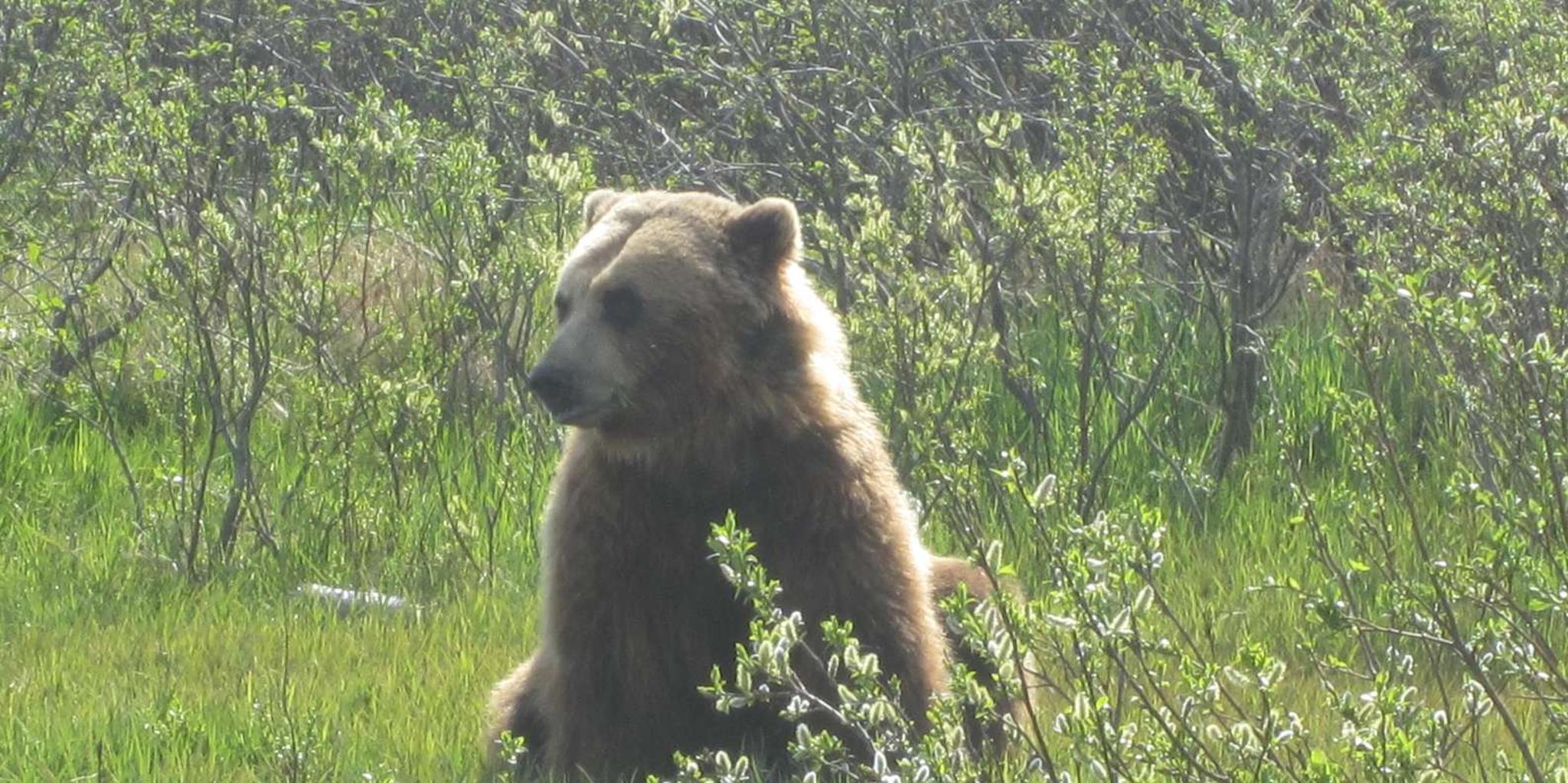 Anchorage Alaska Wildlife and Turnagain Arm Tour - Image 4