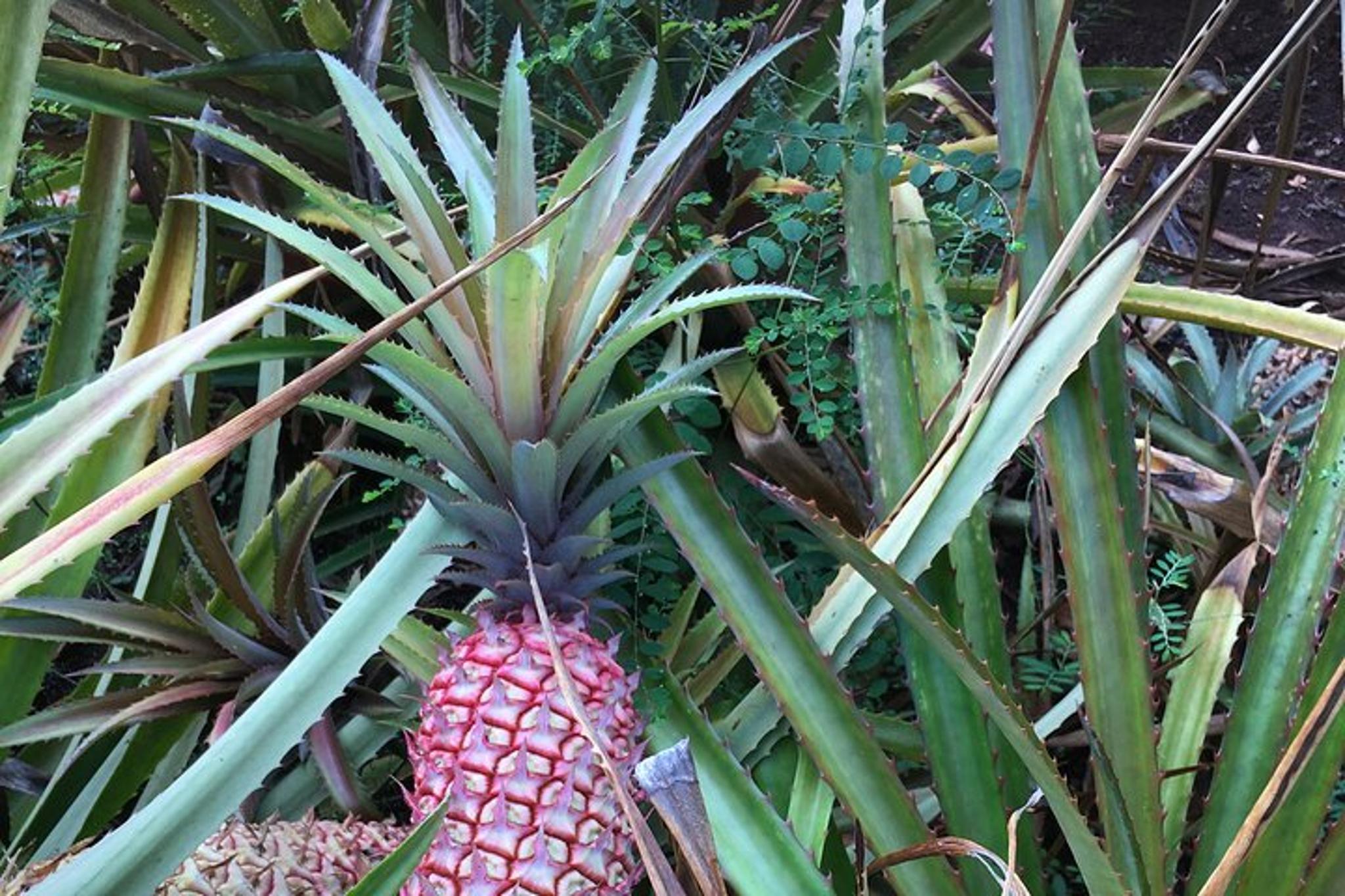 Oahu North Shore Small Group Tour - Image 4