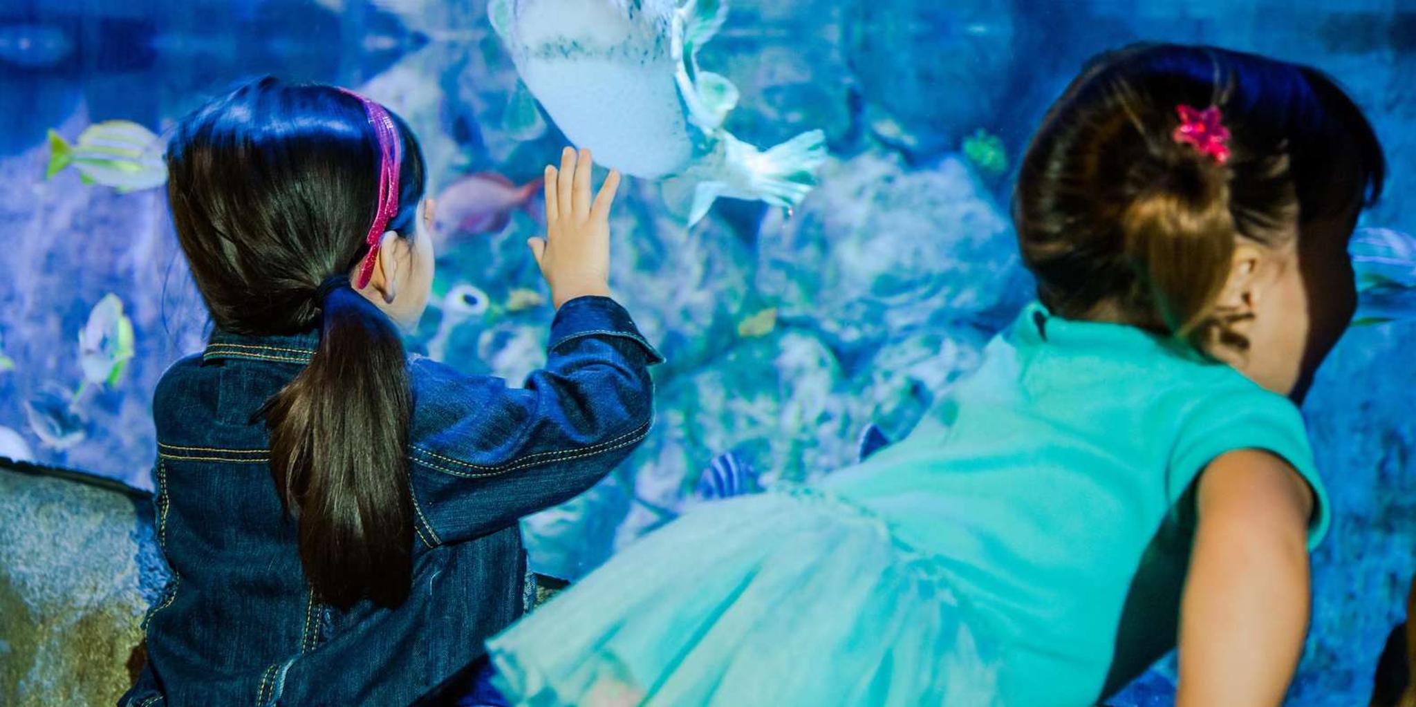 San Antonio SEA LIFE Aquarium and LEGOLAND Discovery Center - Image 1