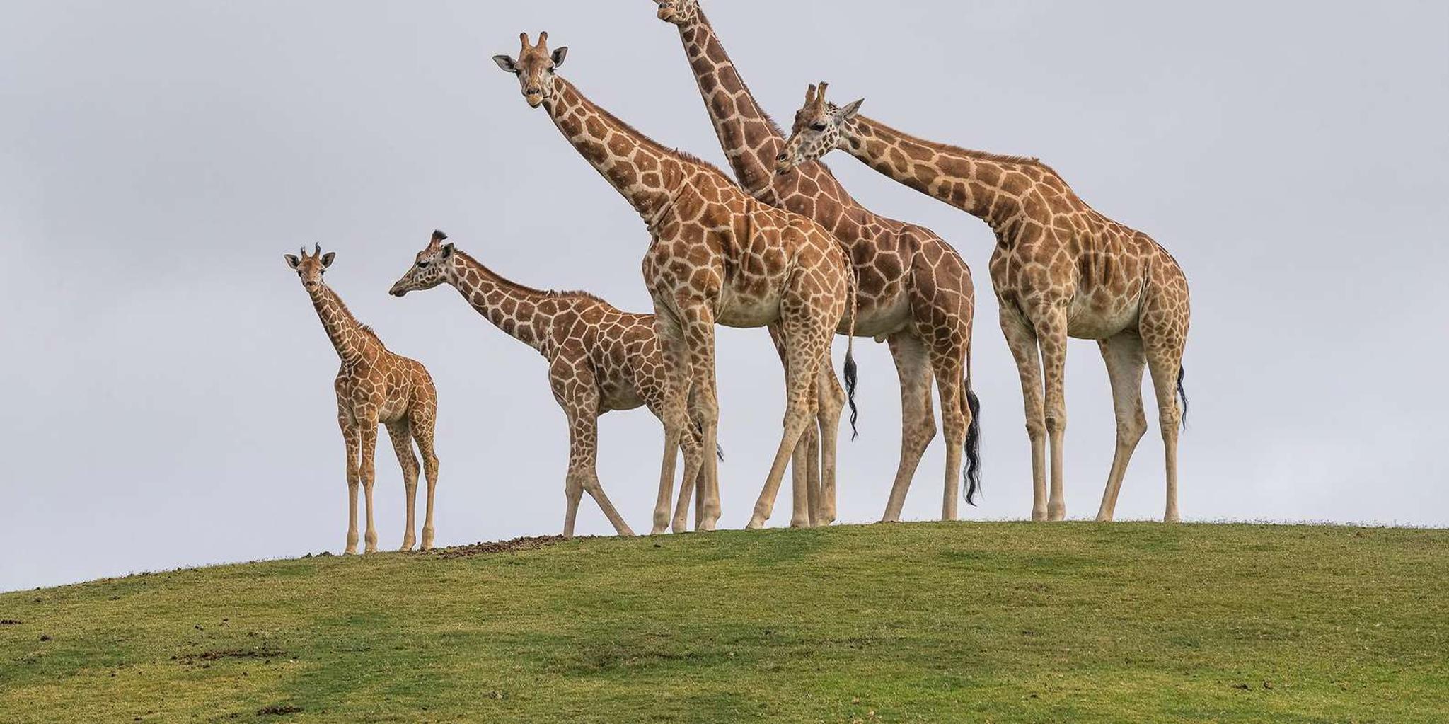 San Diego Zoo and Safari Park 2-Day Pass - Image 4