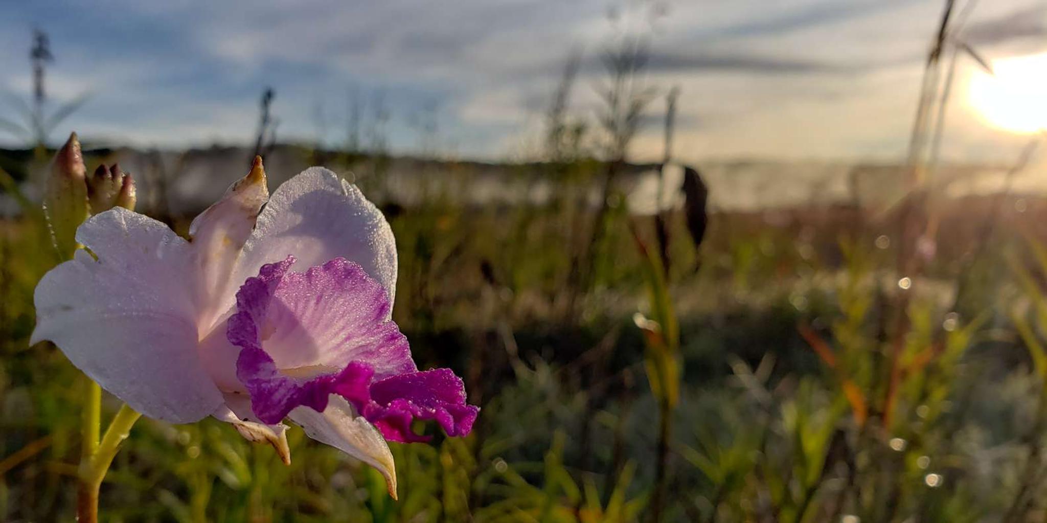 Hawaii Volcanoes National Park Private Tour - Image 4