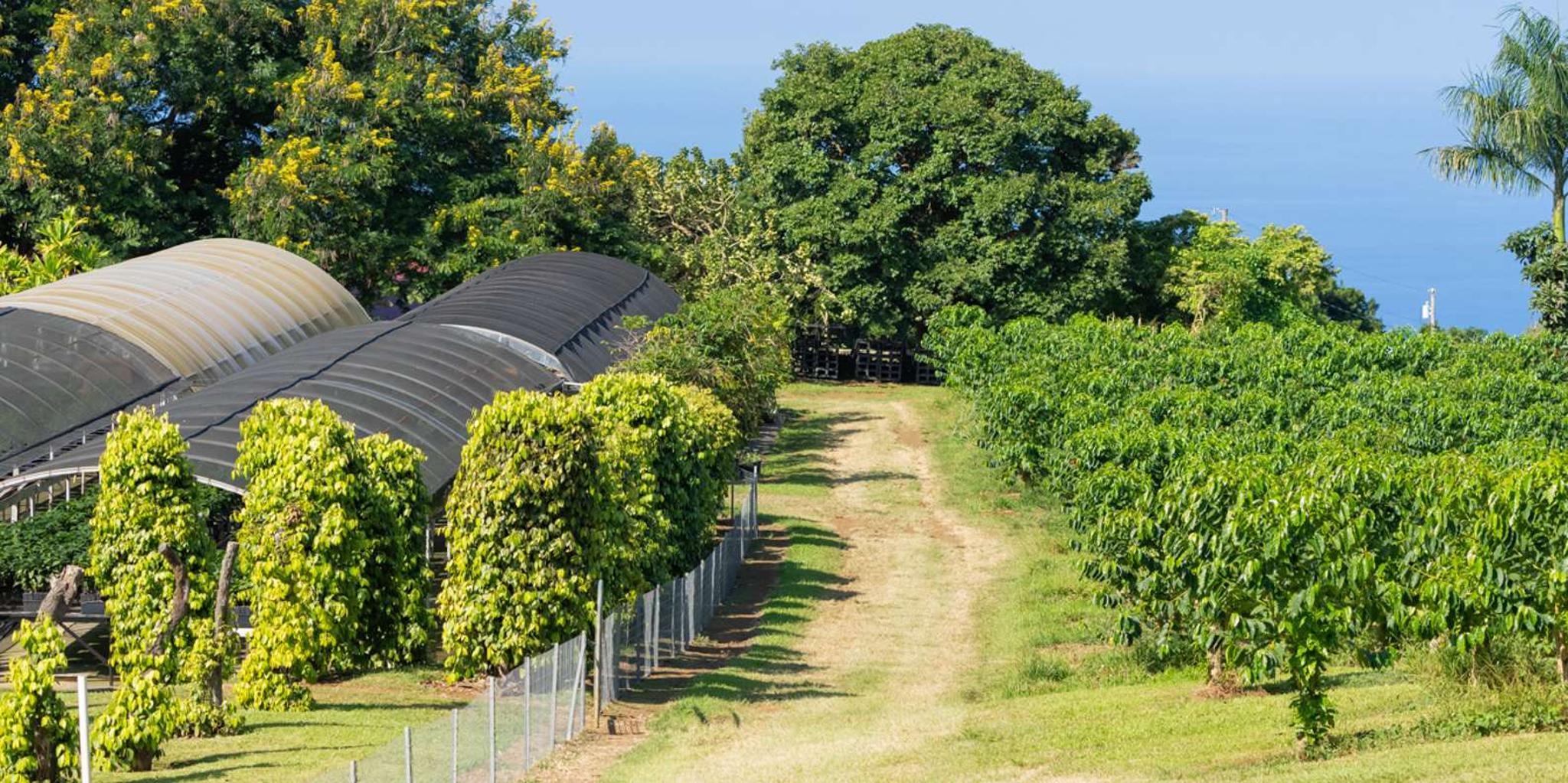 Kauai Waimea Canyon and Koke'e State Park Tour - Image 2