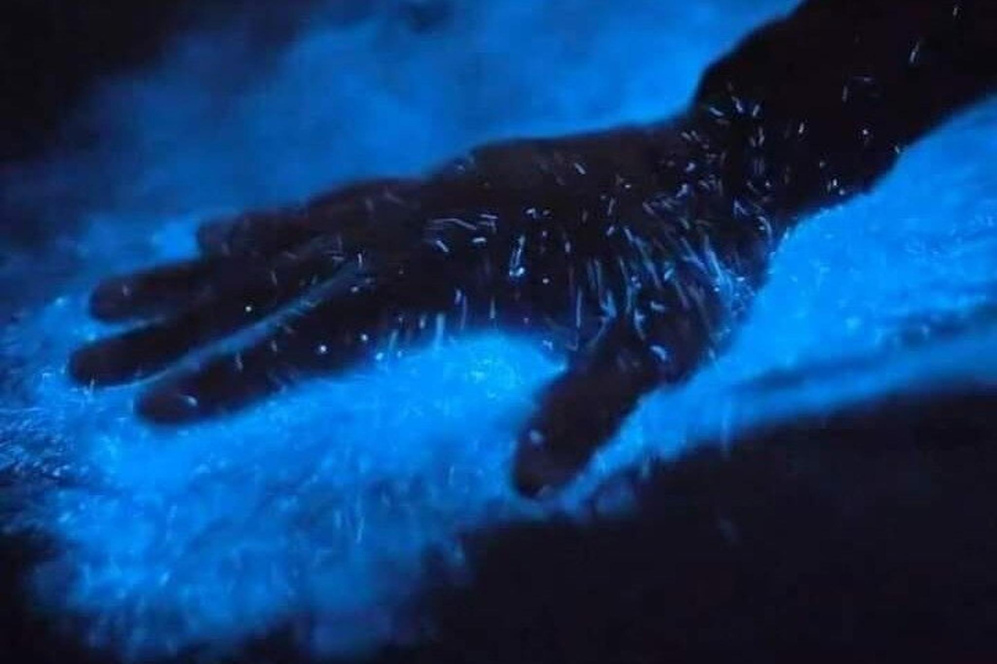 Orlando Bioluminescence Kayak Tour