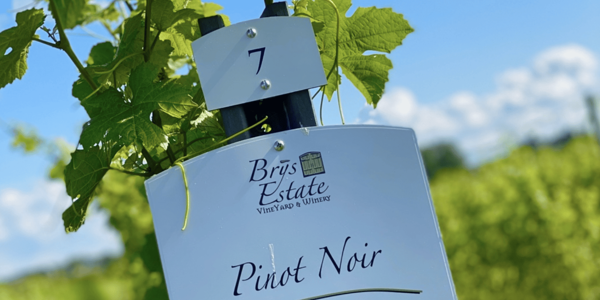 Traverse City Wine Tour with Designated Driver
