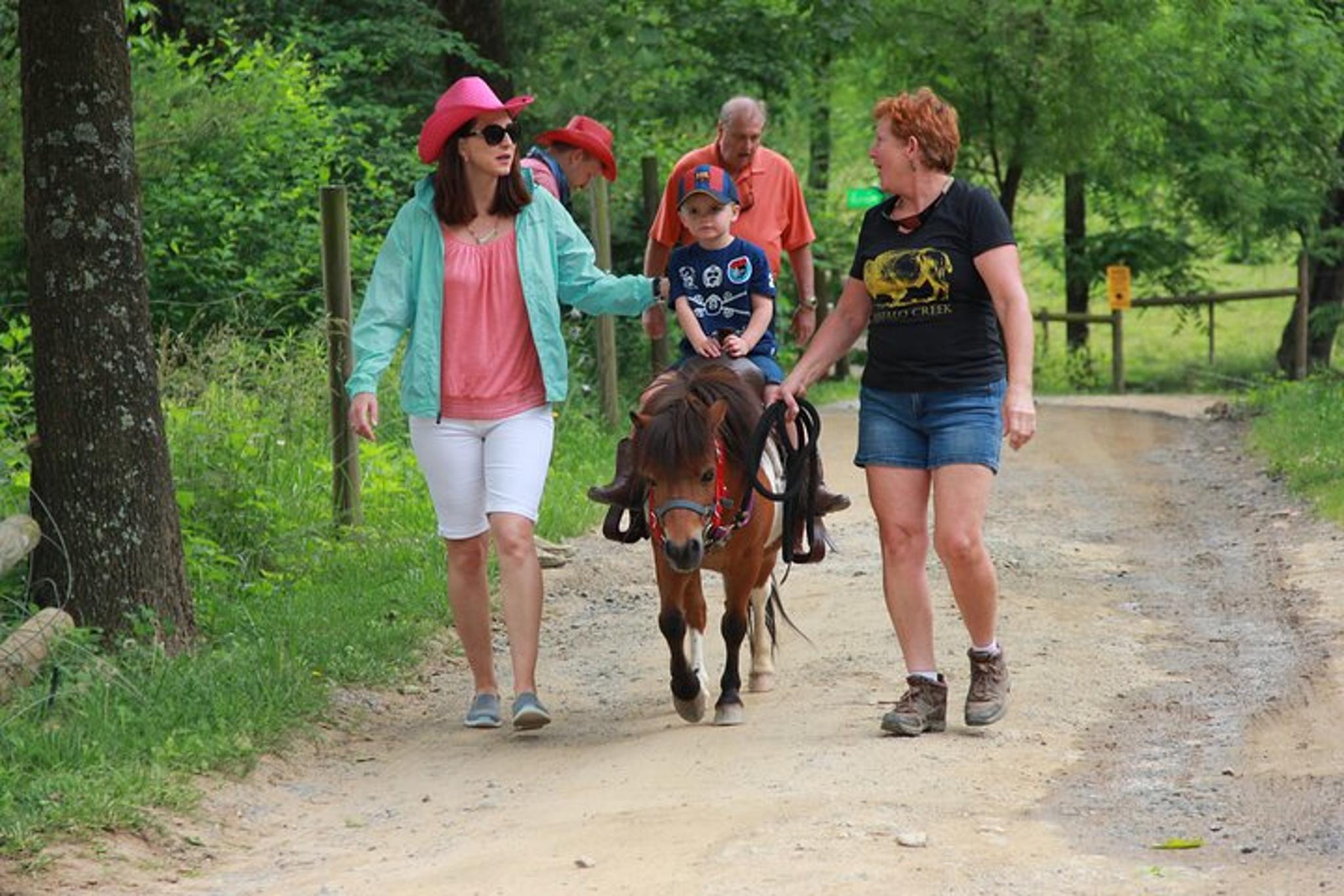 Smoky Mountains Mini Horse Ride - Image 3