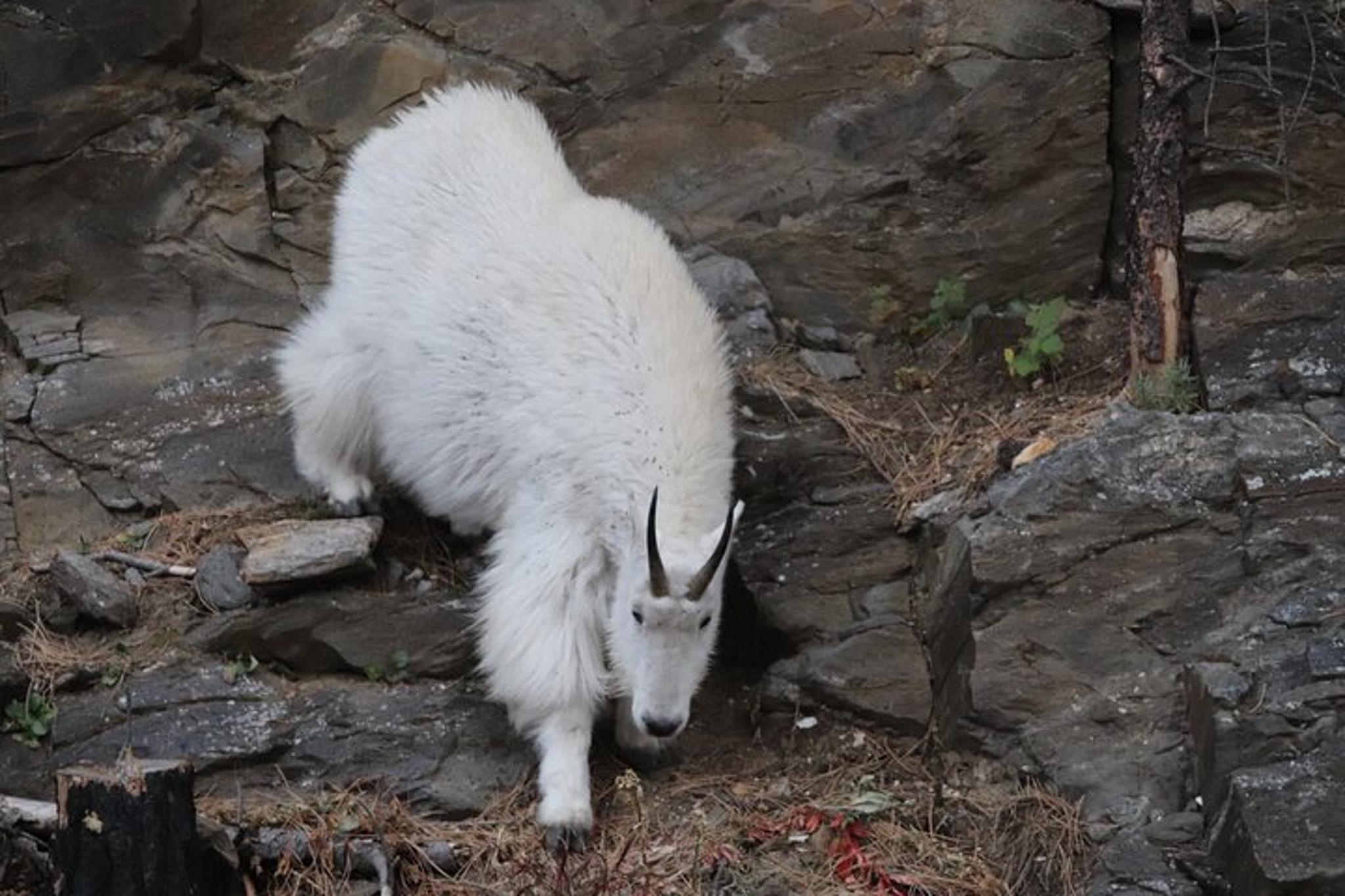 Devils Tower and Spearfish Canyon Tour - Image 2
