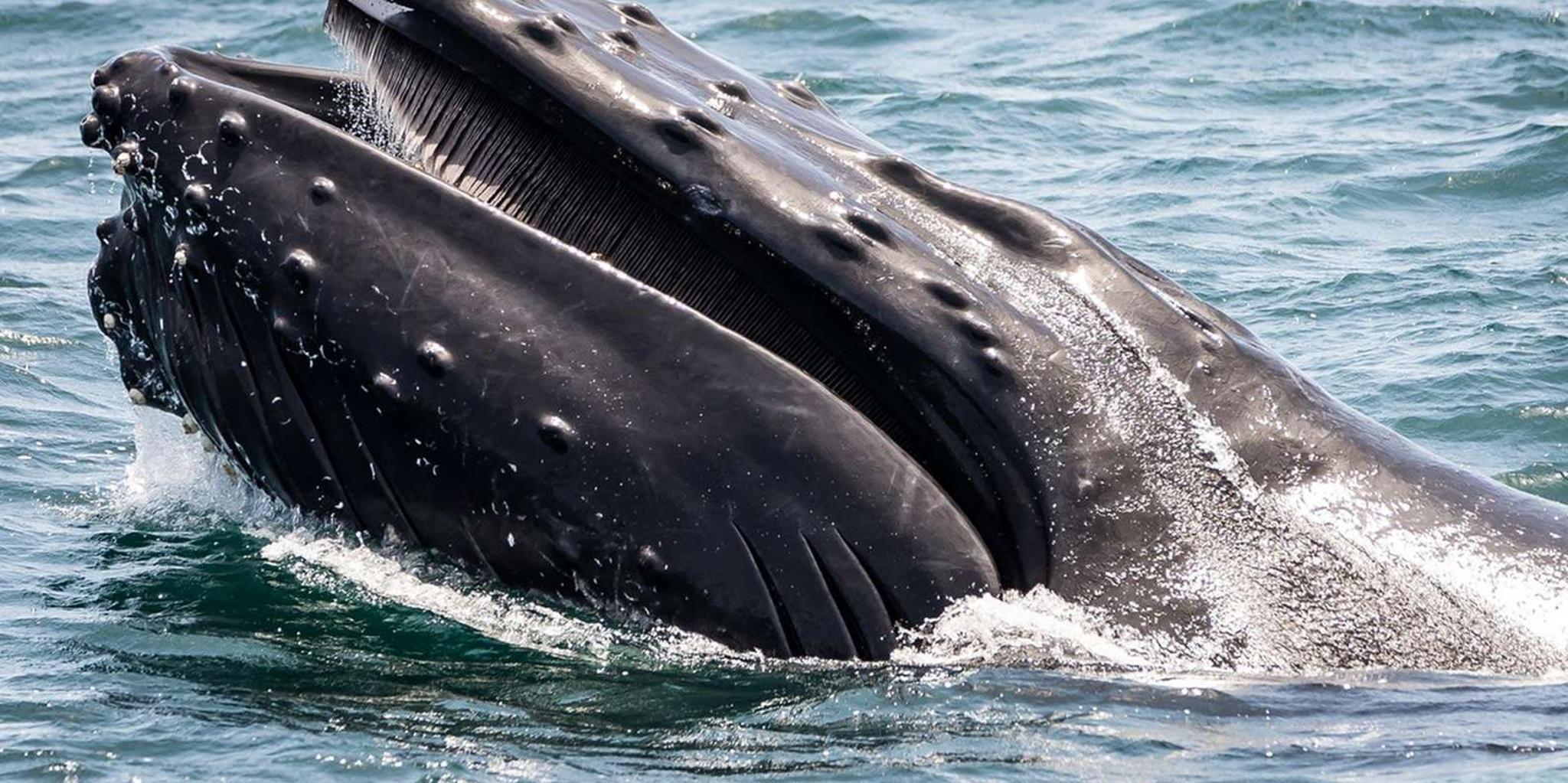 San Pedro Whale and Dolphin Watching Cruise - Image 3