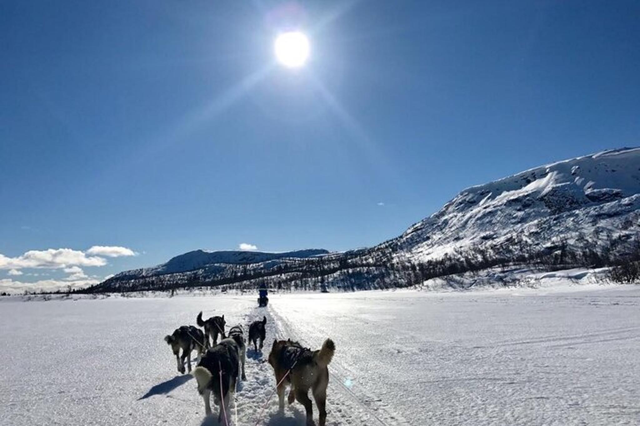 Fairbanks Dogsledding Adventure - Image 3