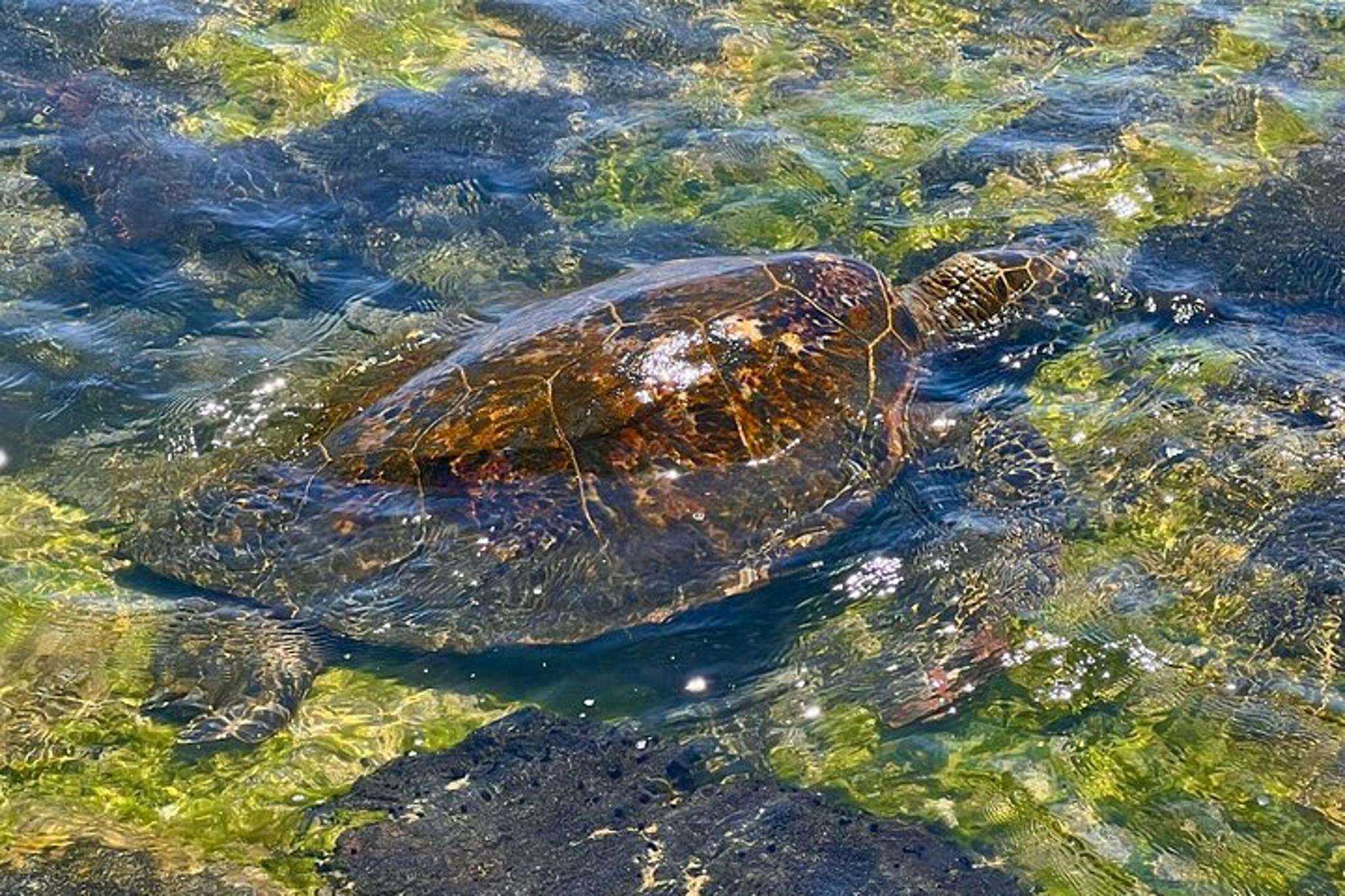 Kona History & Farmer's Market Tour - Image 1